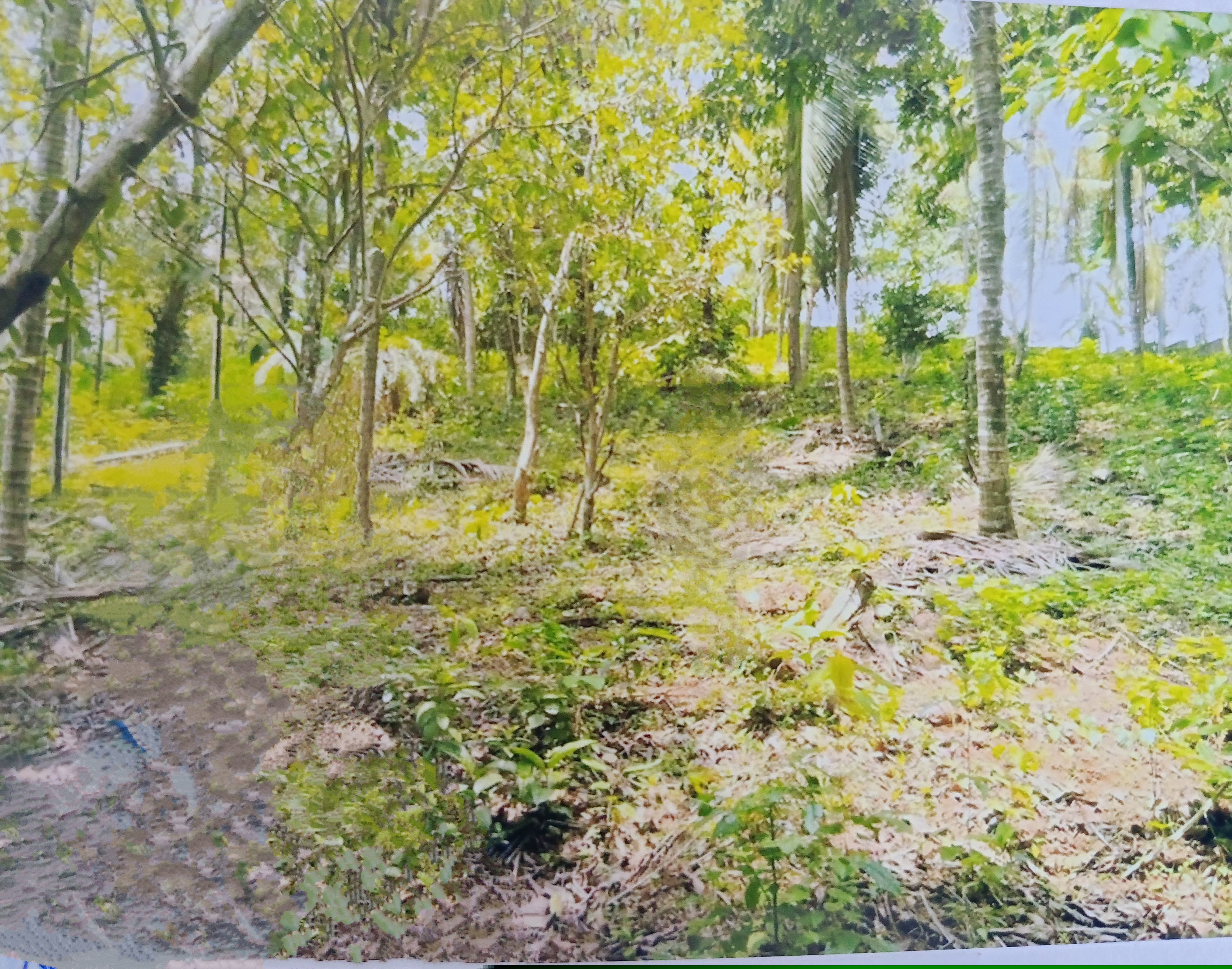 Punjab National Bank Auctions for Residential property in Kannur, Kerala image 3 of 7 in Pariyaram, Kannur | Punjab National Bank auction property