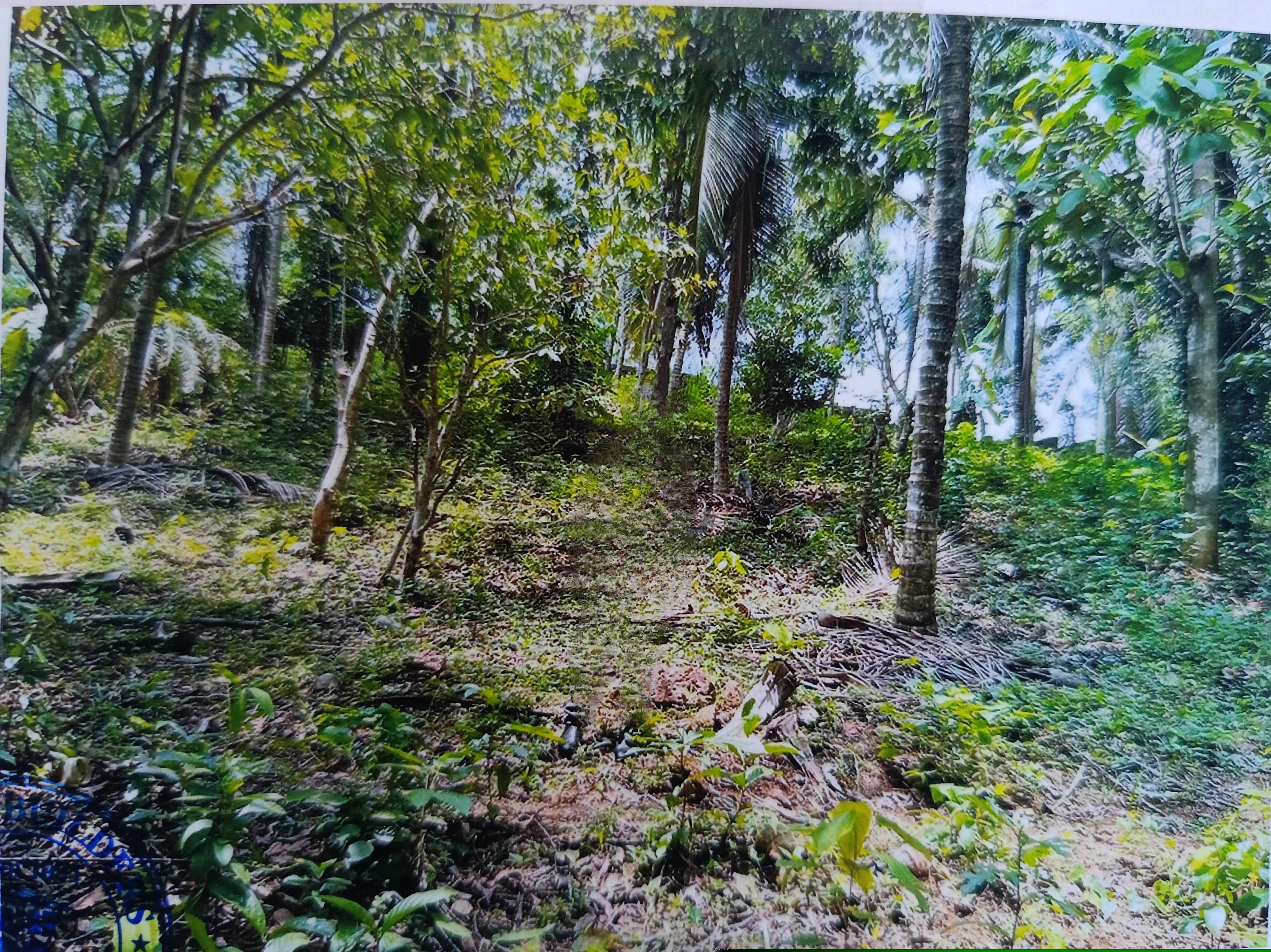 Punjab National Bank Auctions for Residential property in Kannur, Kerala image 5 of 7 in Pariyaram, Kannur | Punjab National Bank auction property