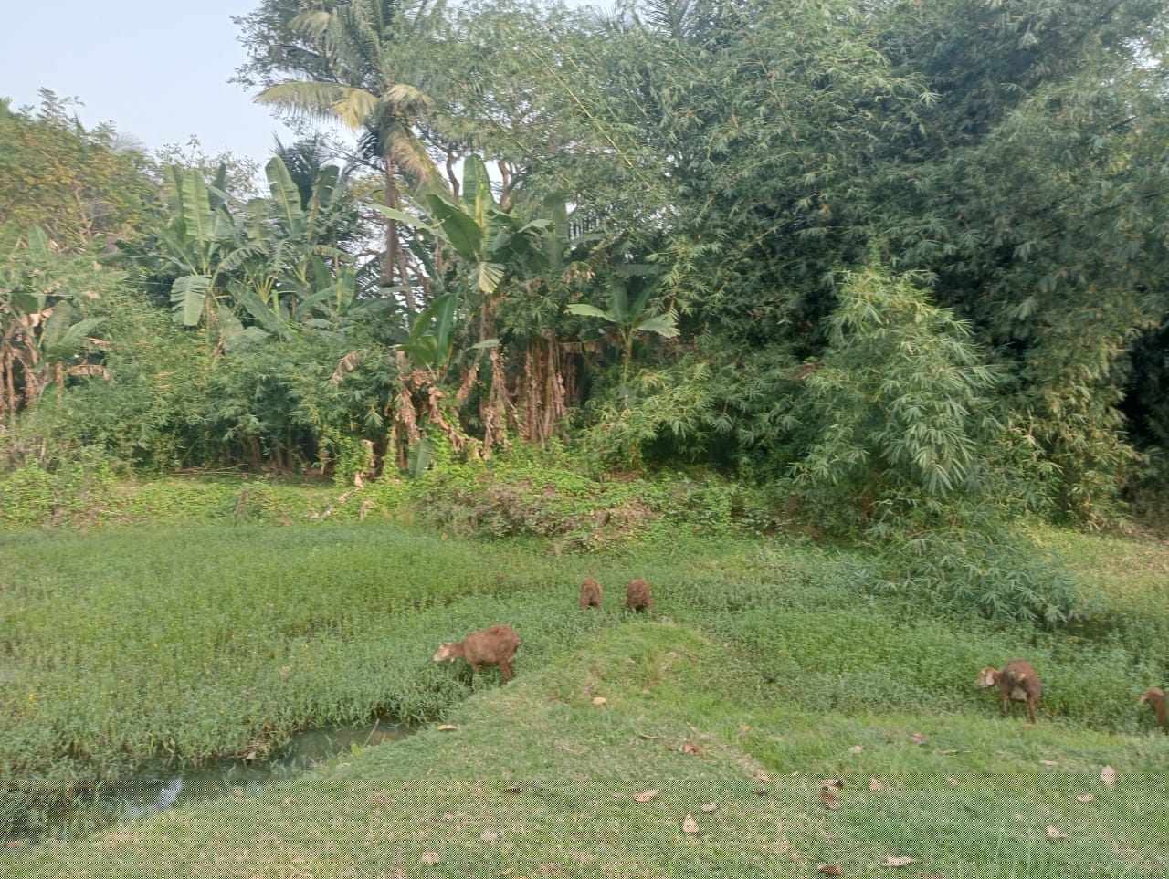 UCO Bank Auctions for Residential property in Jagatsinghpur, Odisha