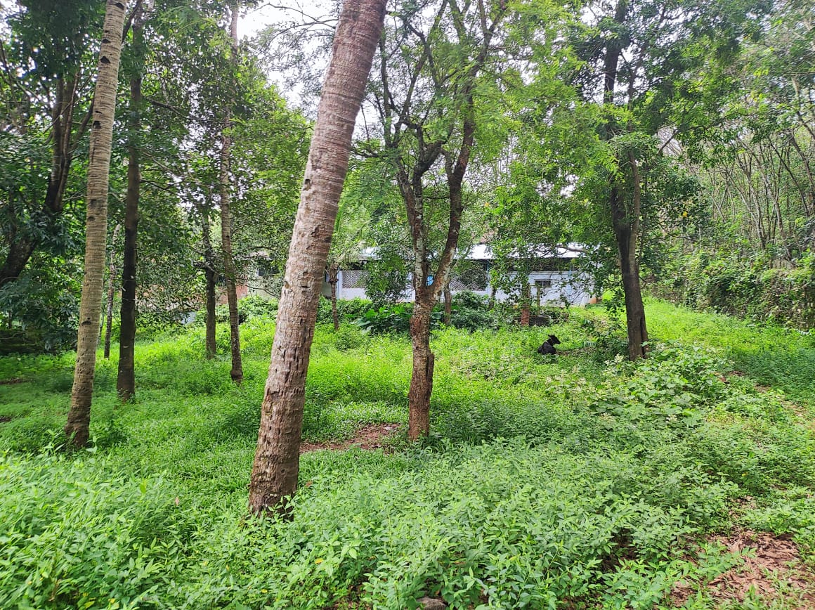 Union Bank of India Auctions for Industrials property in Kollam, Kerala image 2 of 3 in Elampalloor, Kollam | Union Bank of India auction property