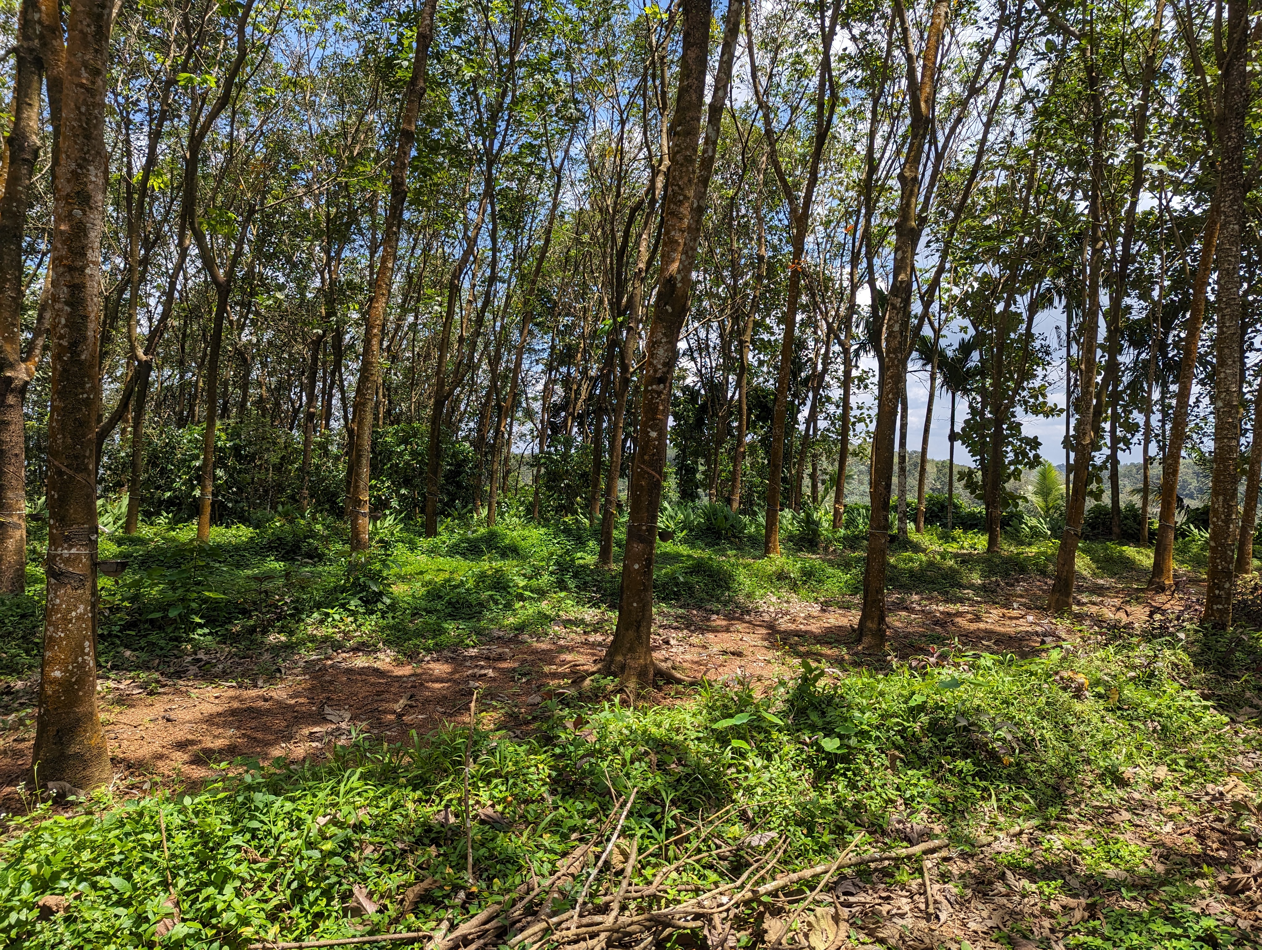 Bank of Baroda Auctions for Residential property in Alappuzha, Kerala image 3 of 4 in Chengannur, Alappuzha | Bank of Baroda auction property