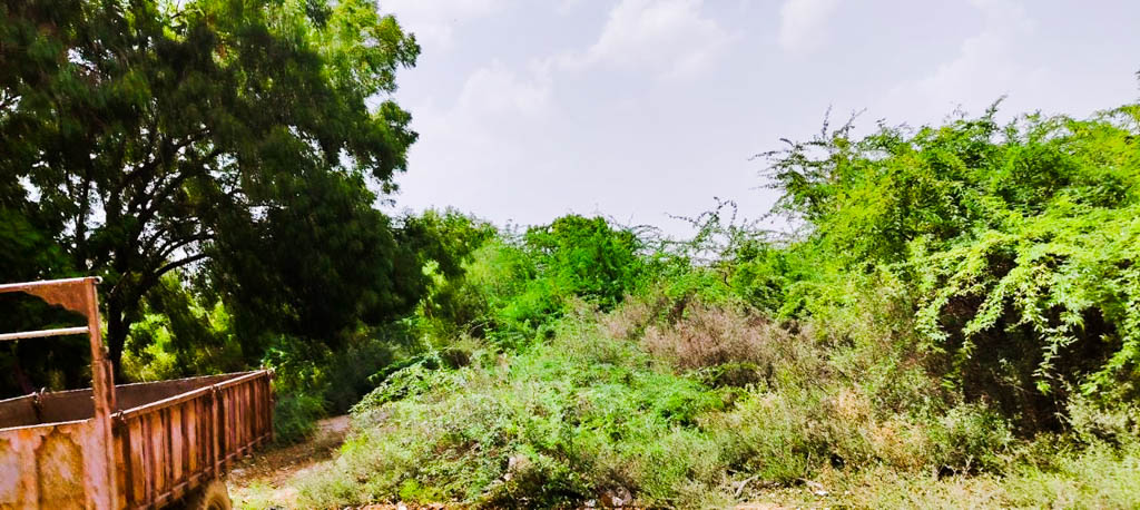 Bank of Baroda Auctions for Industrials property in Patan, Gujarat image 8 of 16 in Harij, Patan | Bank of Baroda auction property