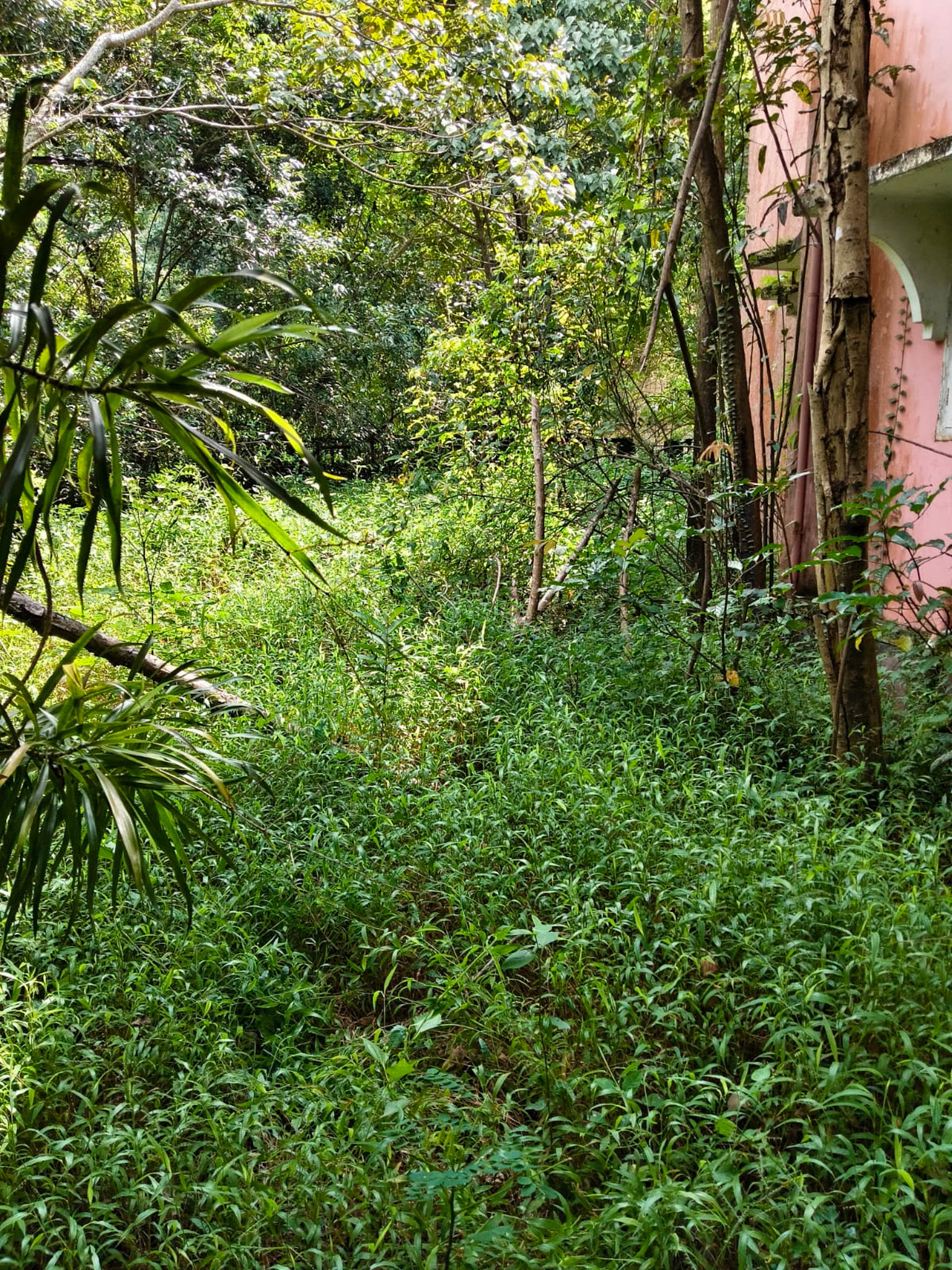 Punjab National Bank Auctions for Residential property in Kasaragod, Kerala image 4 of 7 in Koipady, Kasaragod | Punjab National Bank auction property