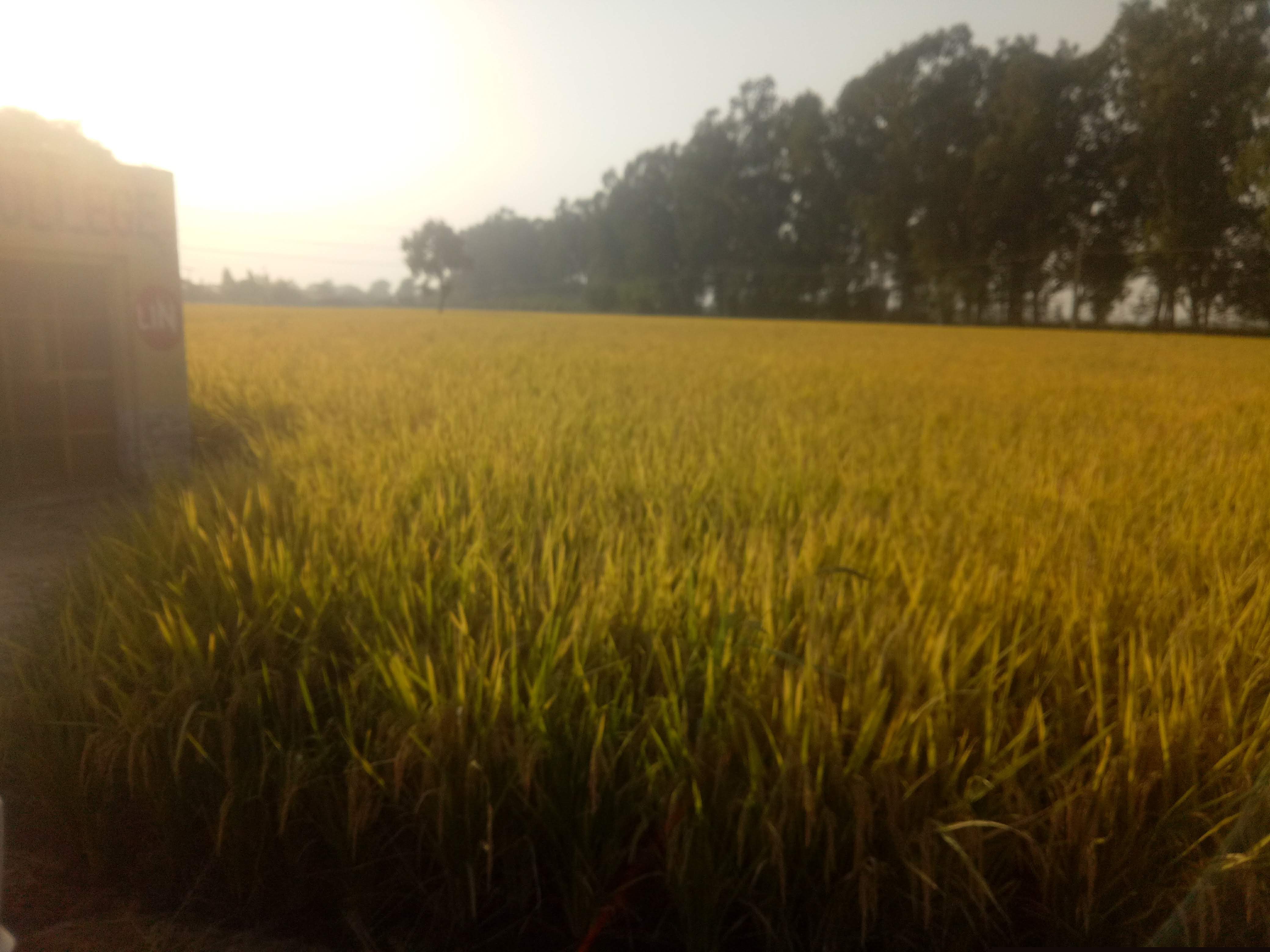 State Bank of India Auctions for Residential property in Ludhiana, Punjab image 3 of 3 in Ludhiana, Ludhiana | State Bank of India auction property