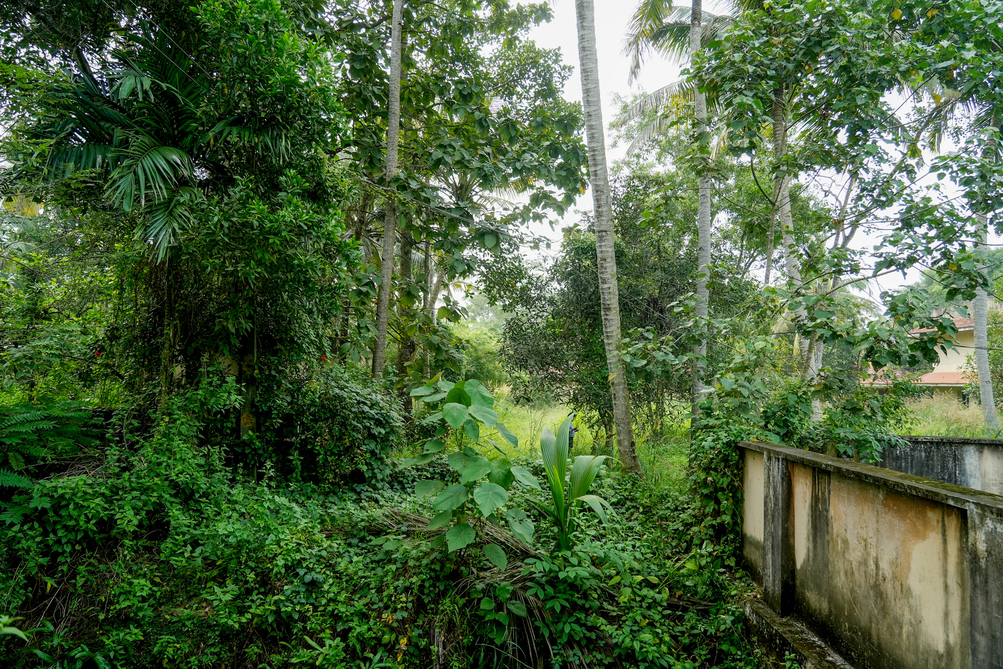 Punjab National Bank Auctions for Residential property in Alappuzha, Kerala image 16 of 24 in Cheppad, Alappuzha | Punjab National Bank auction property