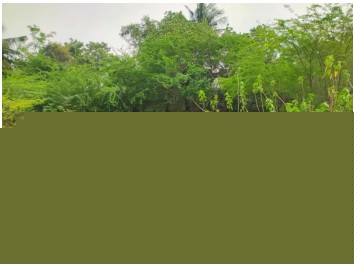 Canara Bank Auctions for Residential property in Mayiladuthurai, Tamil Nadu image 2 of 3 in Sirkali, Mayiladuthurai | Canara Bank auction property