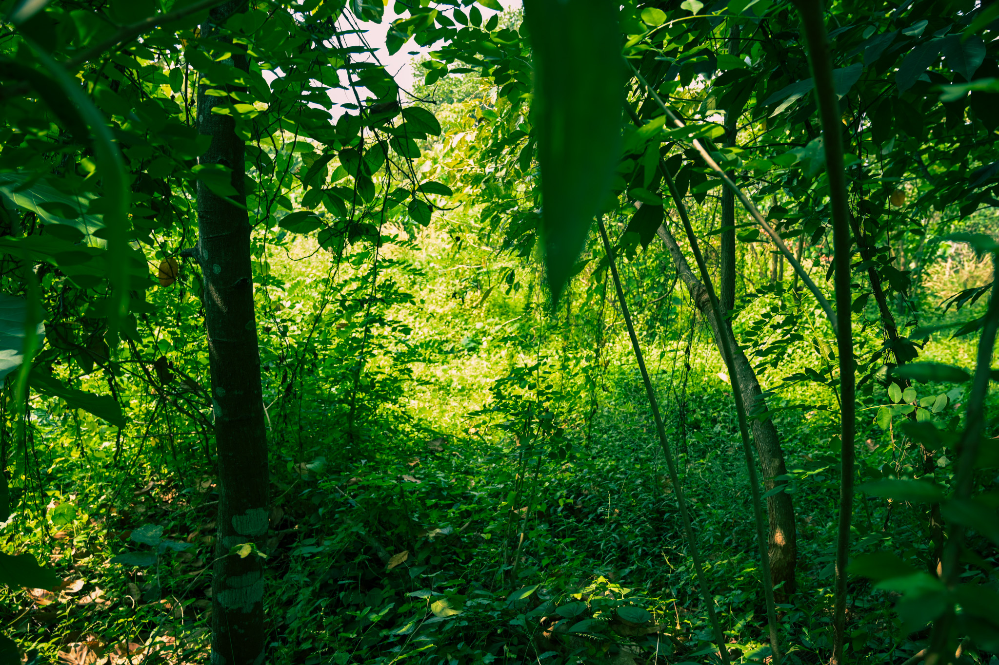 Indian Bank Auctions for Residential property in Palakkad, Kerala image 13 of 20 in Pirayiri, Palakkad | Indian Bank auction property