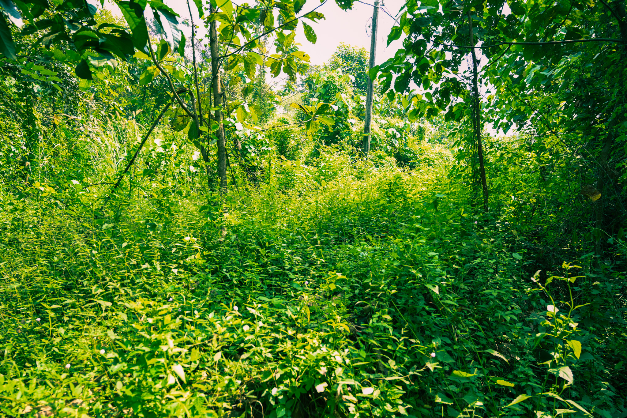 Indian Bank Auctions for Residential property in Palakkad, Kerala image 18 of 20 in Pirayiri, Palakkad | Indian Bank auction property