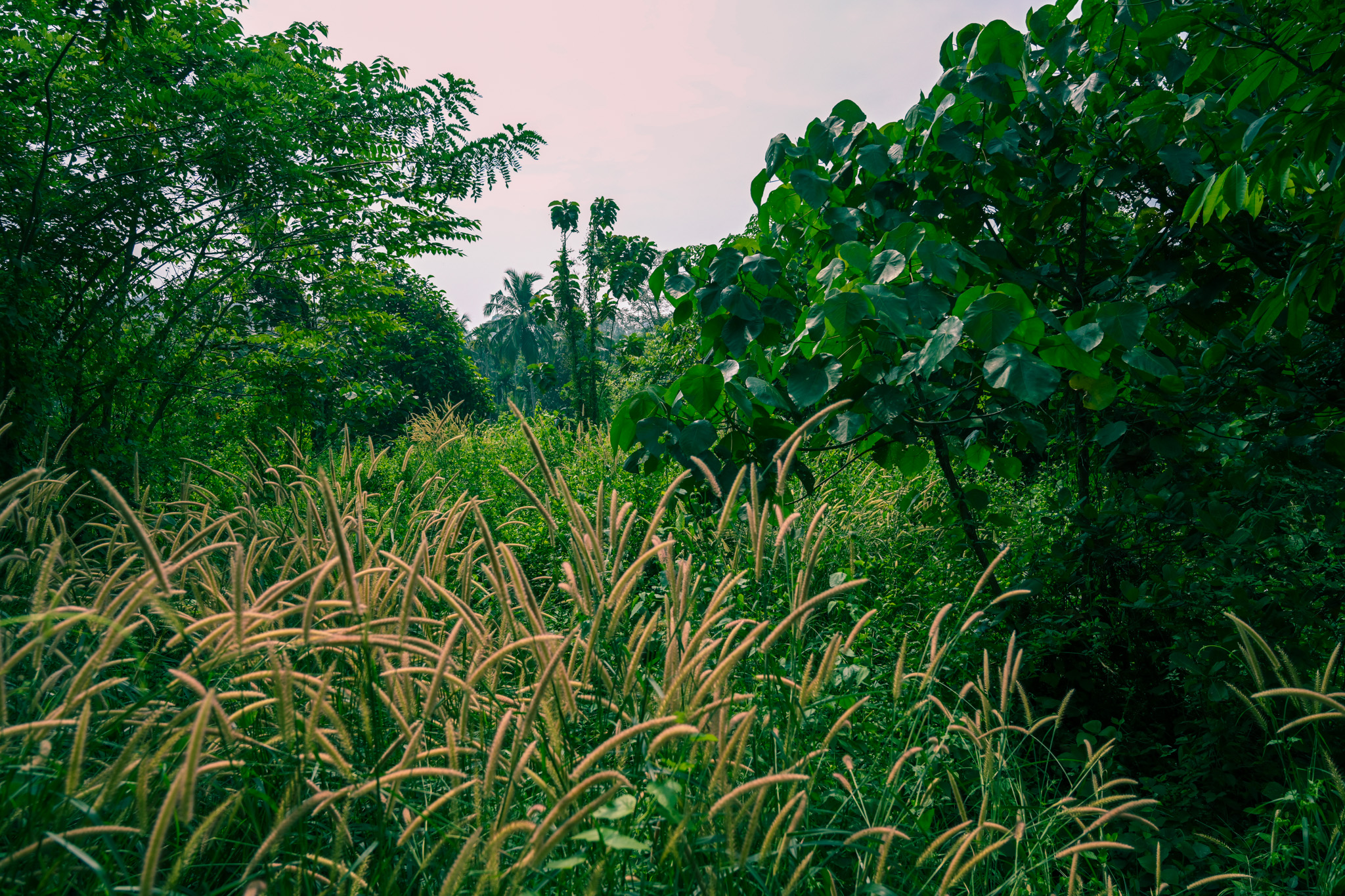 Indian Bank Auctions for Residential property in Palakkad, Kerala image 10 of 20 in Pirayiri, Palakkad | Indian Bank auction property