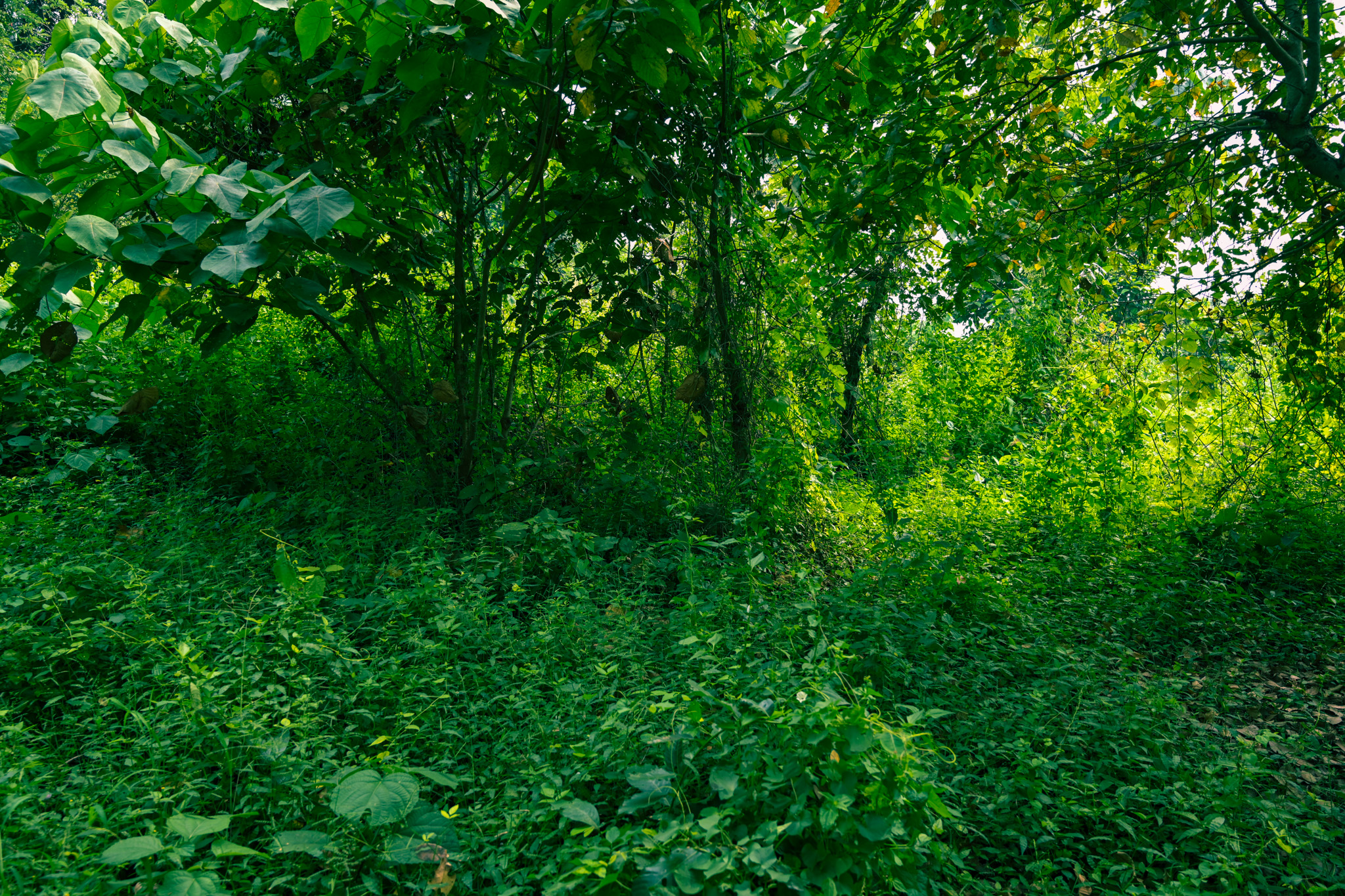 Indian Bank Auctions for Residential property in Palakkad, Kerala image 6 of 20 in Pirayiri, Palakkad | Indian Bank auction property