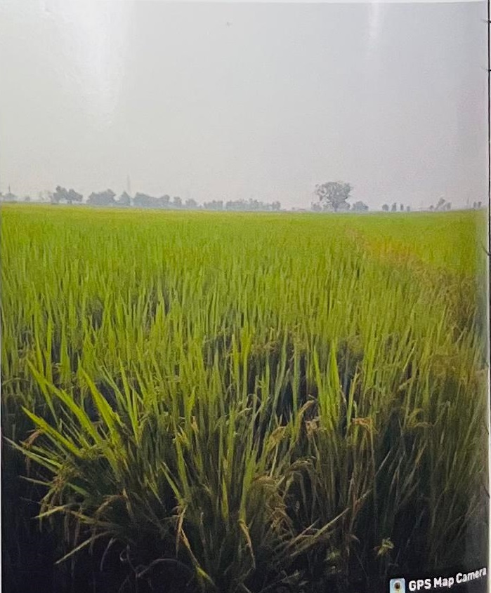 Punjab National Bank Auctions for Commercial property in Bhojpur, Bihar image 3 of 4 in Arrah, Bhojpur | Punjab National Bank auction property