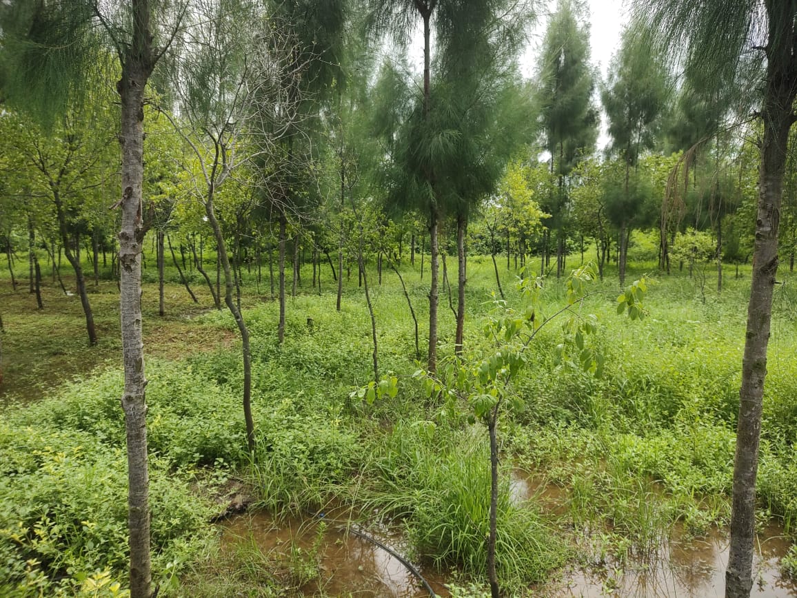 State Bank of India Auctions for Residential property in Kakinada, Andhra Pradesh image 13 of 17 in Tuni, Kakinada | State Bank of India auction property