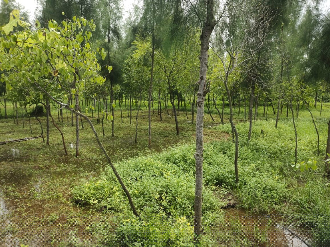 State Bank of India Auctions for Residential property in Kakinada, Andhra Pradesh image 14 of 17 in Tuni, Kakinada | State Bank of India auction property