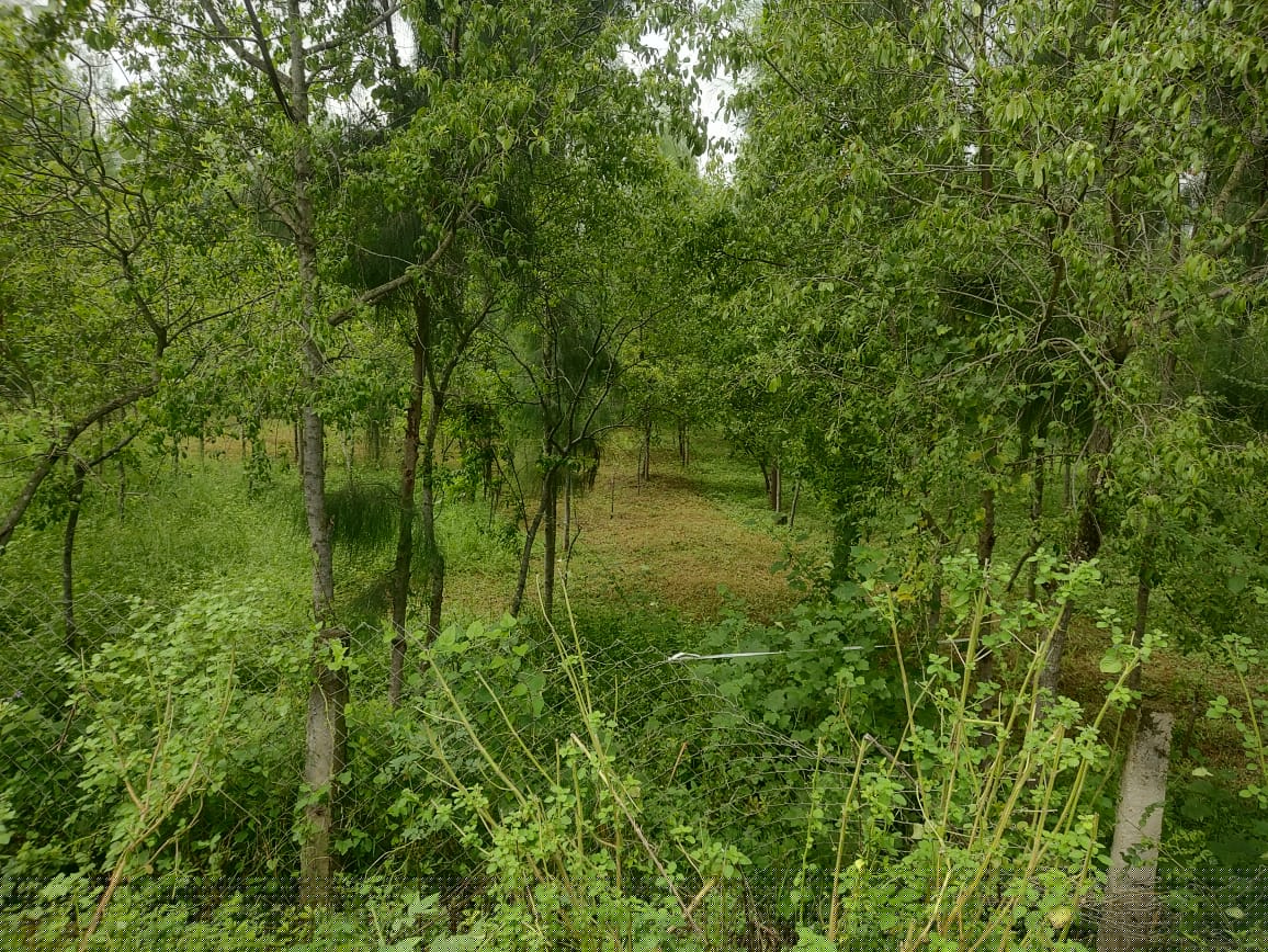 State Bank of India Auctions for Residential property in Kakinada, Andhra Pradesh image 15 of 17 in Tuni, Kakinada | State Bank of India auction property