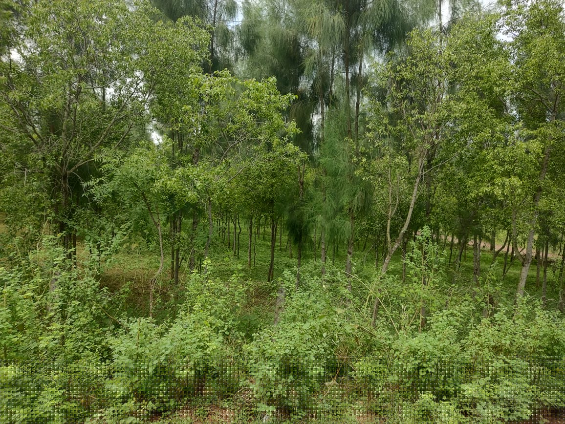 State Bank of India Auctions for Residential property in Kakinada, Andhra Pradesh image 3 of 17 in Tuni, Kakinada | State Bank of India auction property