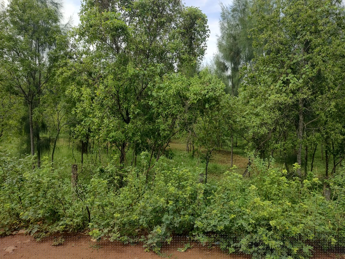 State Bank of India Auctions for Residential property in Kakinada, Andhra Pradesh image 4 of 17 in Tuni, Kakinada | State Bank of India auction property