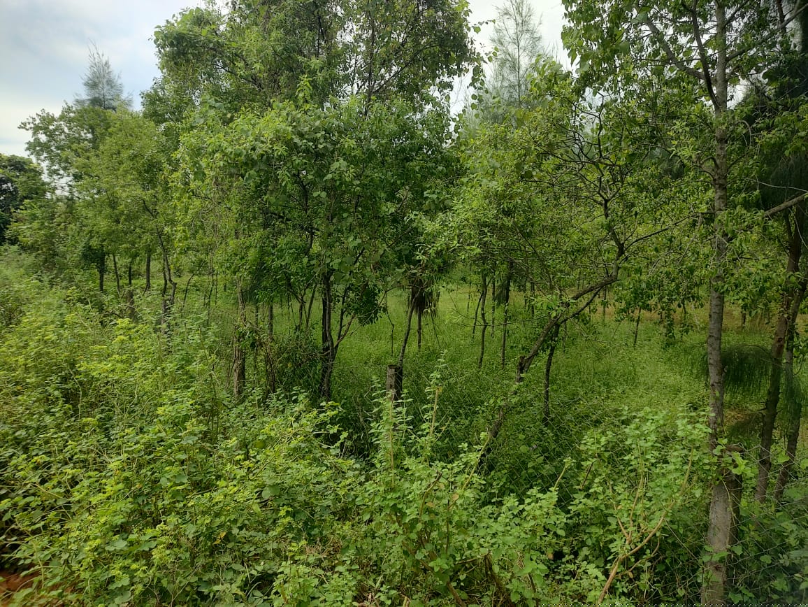 State Bank of India Auctions for Residential property in Kakinada, Andhra Pradesh image 5 of 17 in Tuni, Kakinada | State Bank of India auction property