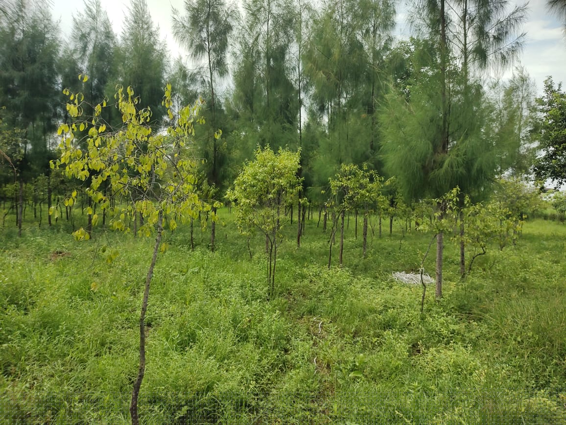 State Bank of India Auctions for Residential property in Kakinada, Andhra Pradesh image 9 of 17 in Tuni, Kakinada | State Bank of India auction property