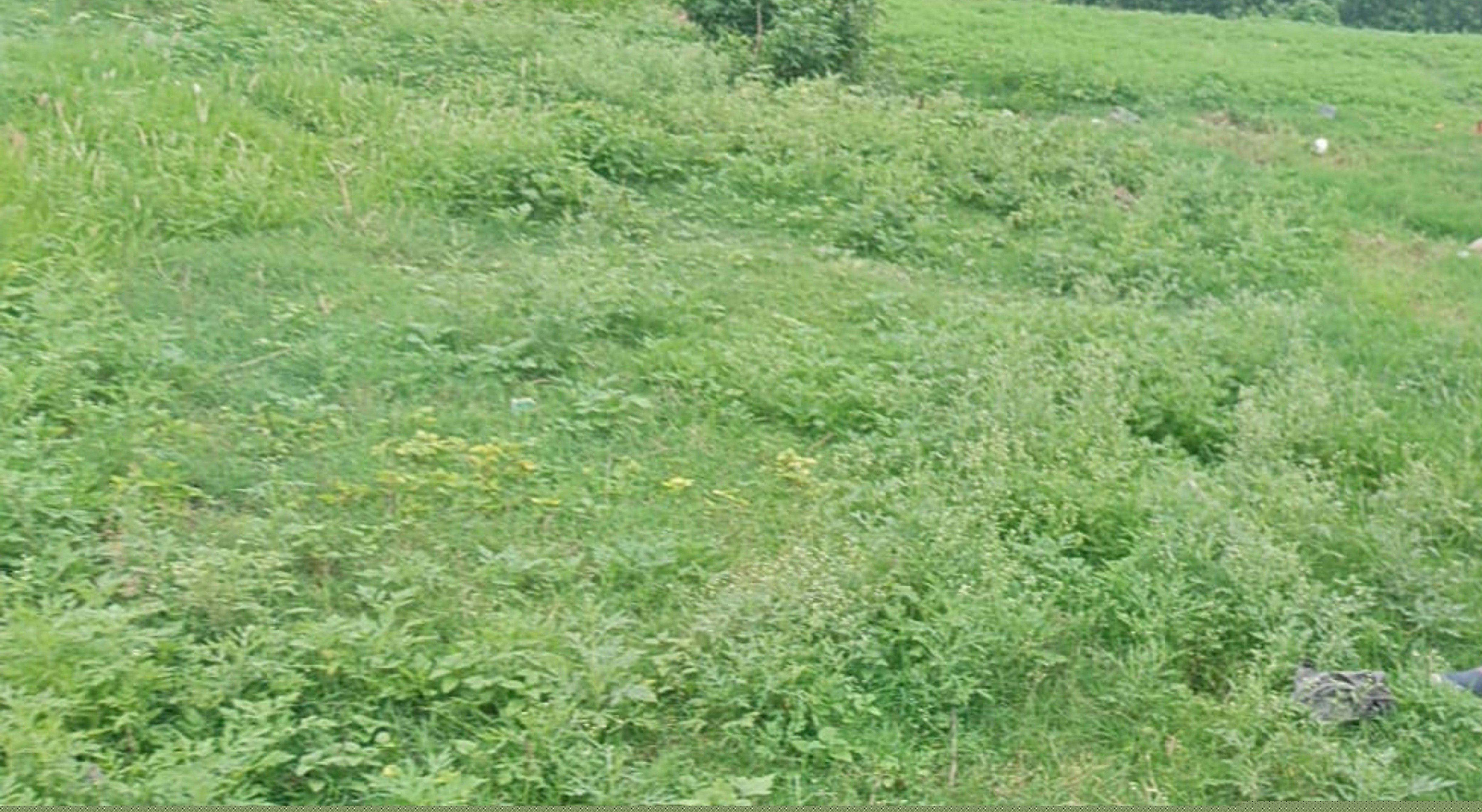 Punjab National Bank Auctions for Residential property in Moradabad, Uttar Pradesh image 3 of 5 in Barwara Mazra, Moradabad | Punjab National Bank auction property