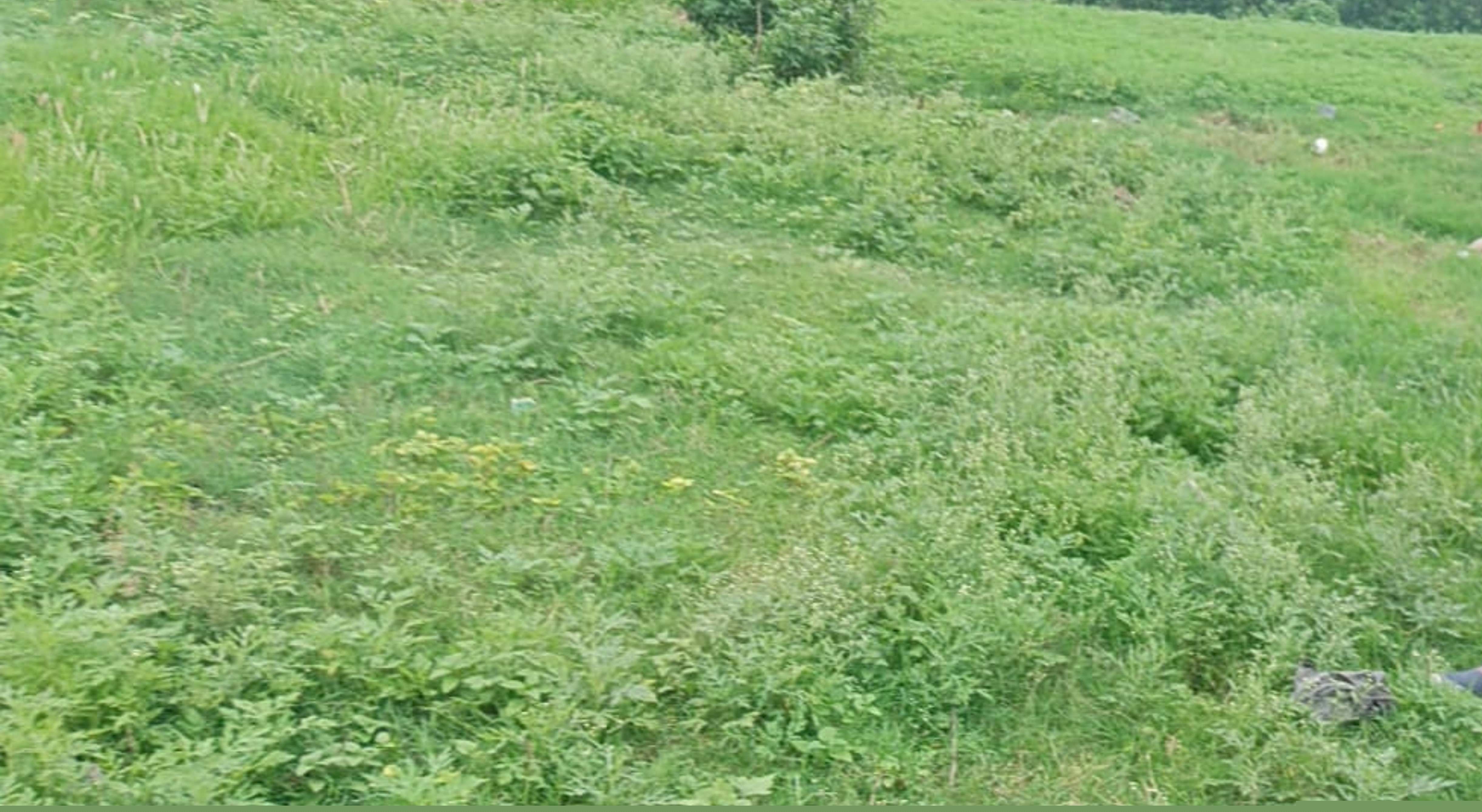 Punjab National Bank Auctions for Residential property in Moradabad, Uttar Pradesh image 4 of 5 in Barwara Mazra, Moradabad | Punjab National Bank auction property