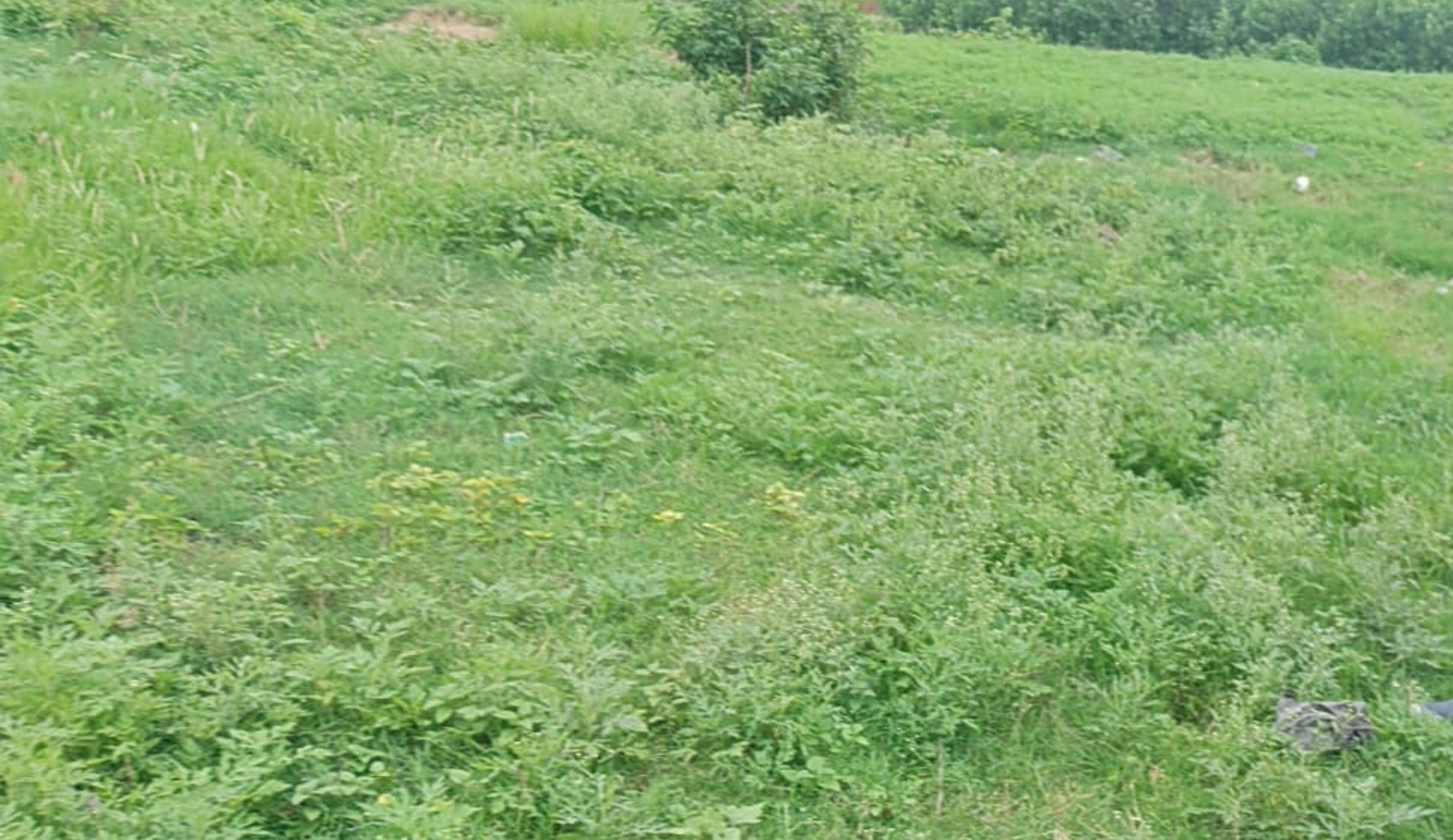 Punjab National Bank Auctions for Residential property in Moradabad, Uttar Pradesh image 5 of 5 in Barwara Mazra, Moradabad | Punjab National Bank auction property