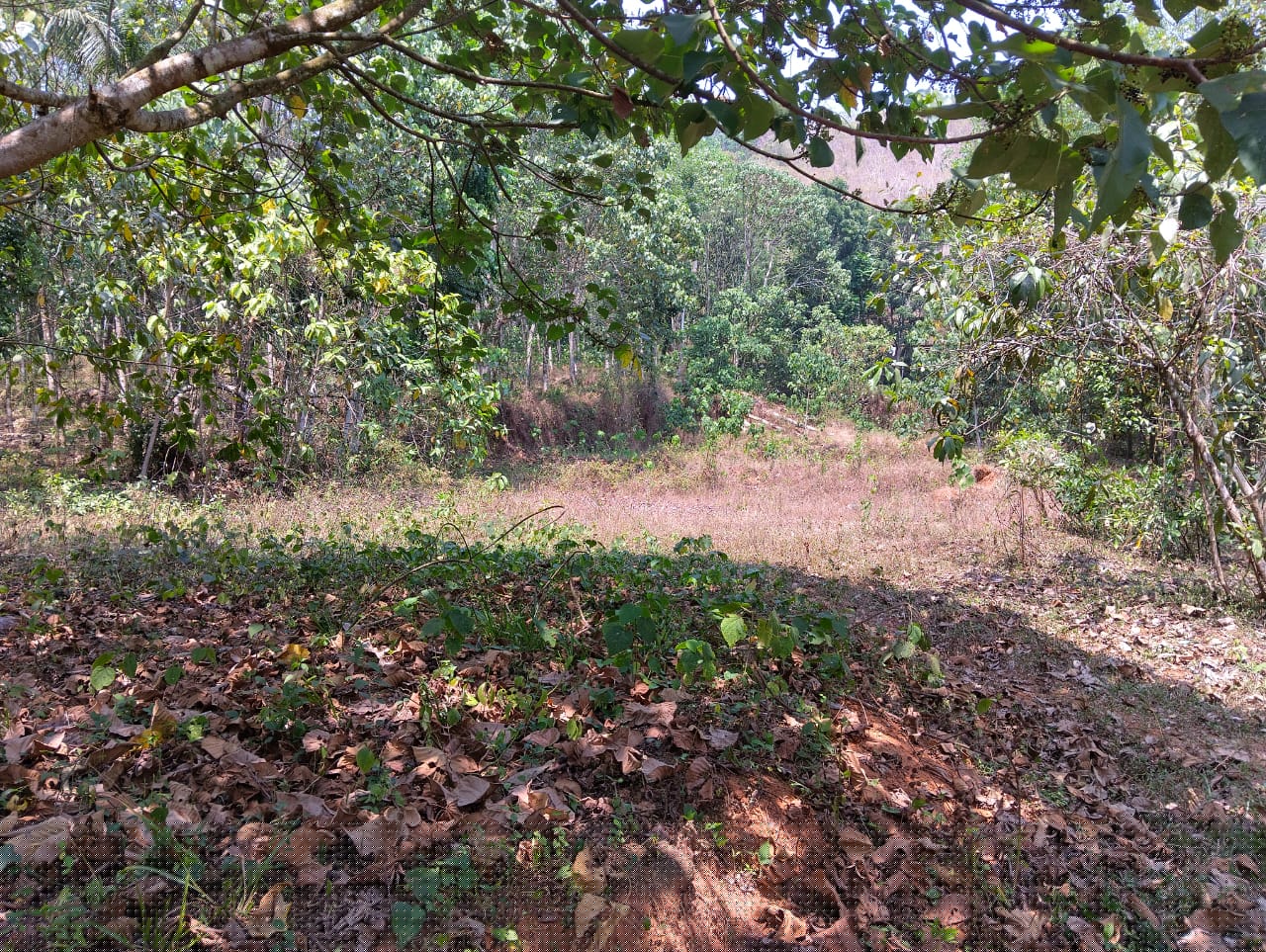 Bank of Baroda Auctions for Residential property in Ernakulam, Kerala image 4 of 4 in Vazhakulam, Ernakulam | Bank of Baroda auction property