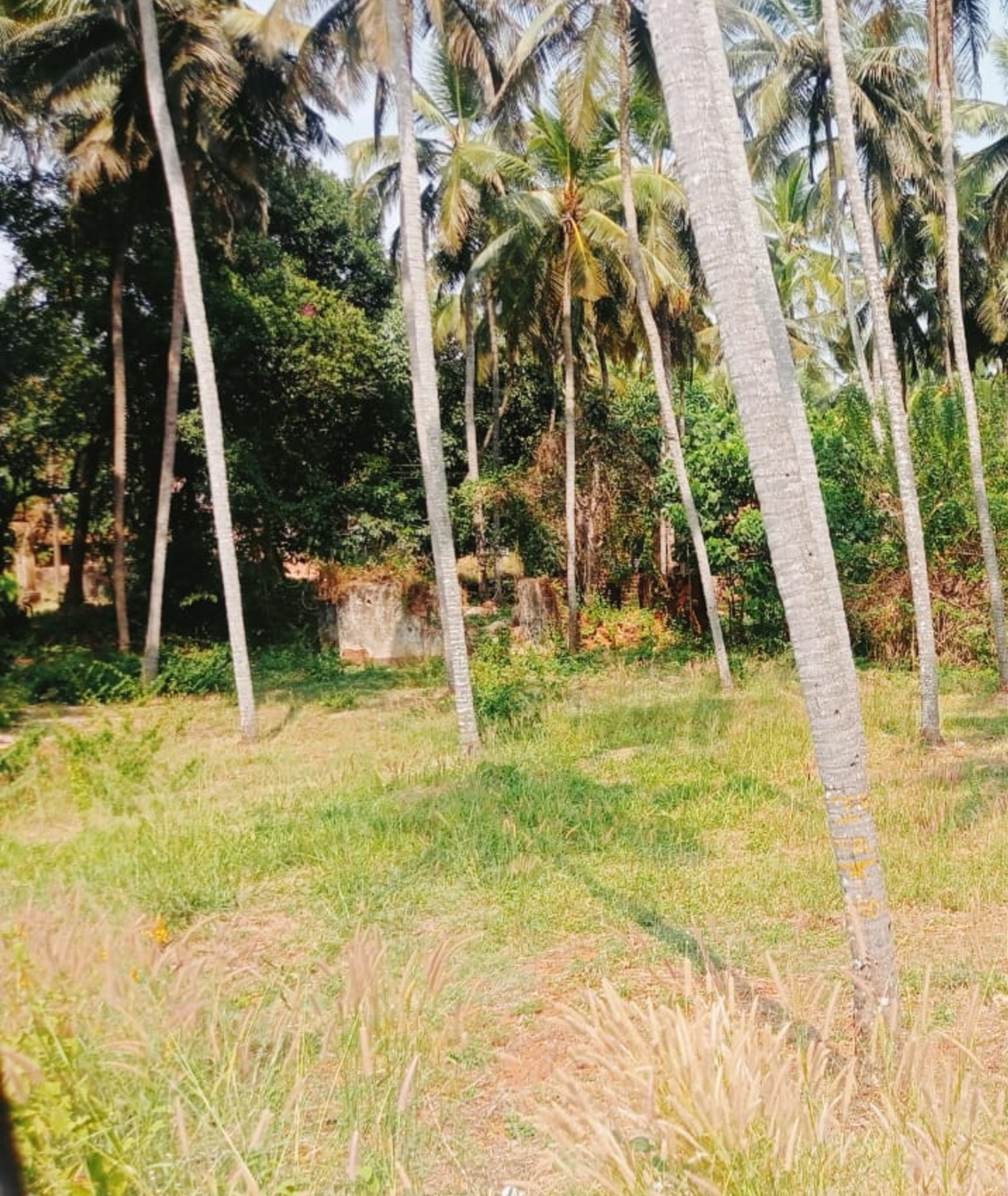 Punjab National Bank Auctions for Residential property in Kasaragod, Kerala image 3 of 7 in Chengala, Kasaragod | Punjab National Bank auction property