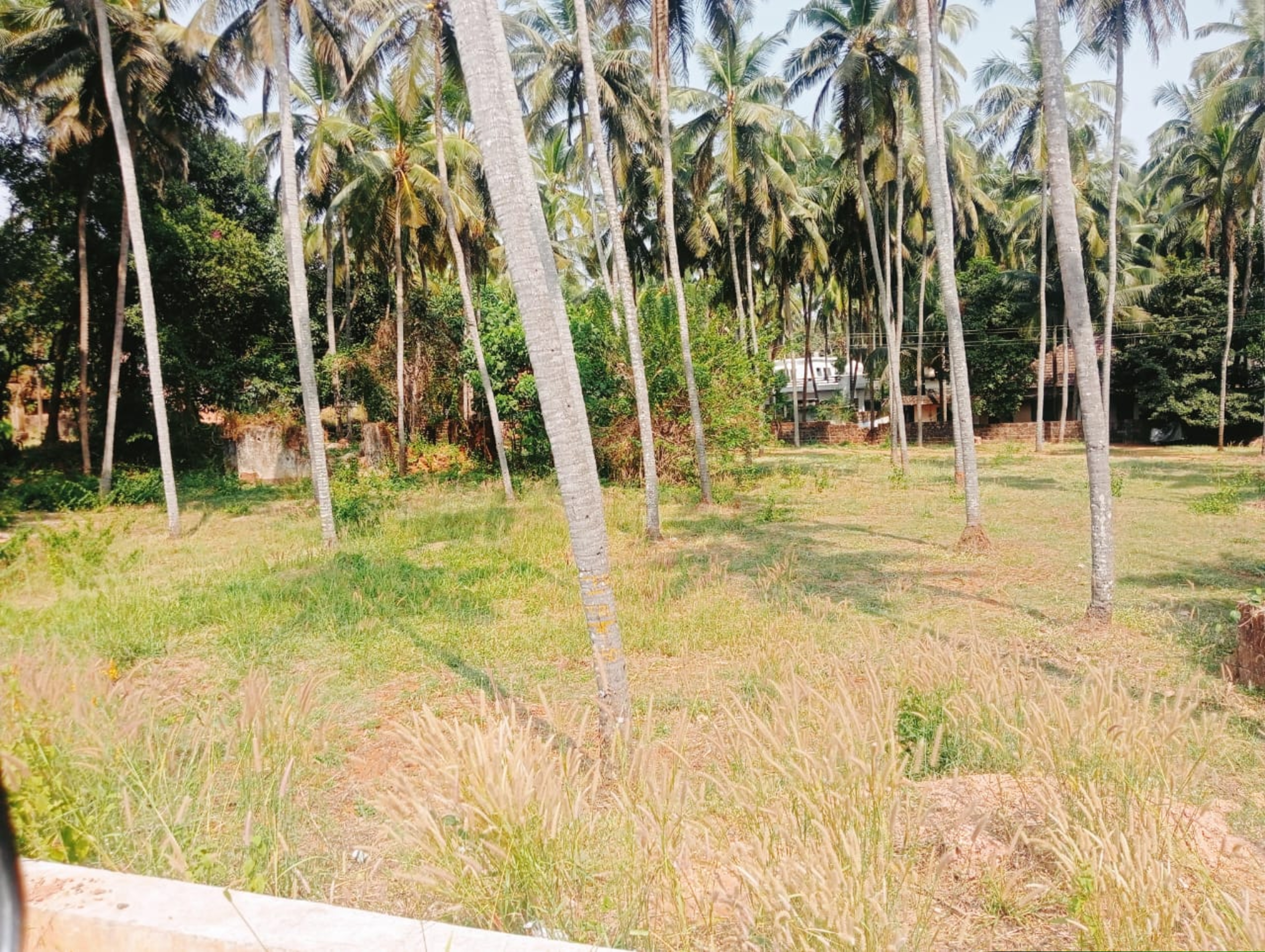 Punjab National Bank Auctions for Residential property in Kasaragod, Kerala image 5 of 7 in Chengala, Kasaragod | Punjab National Bank auction property