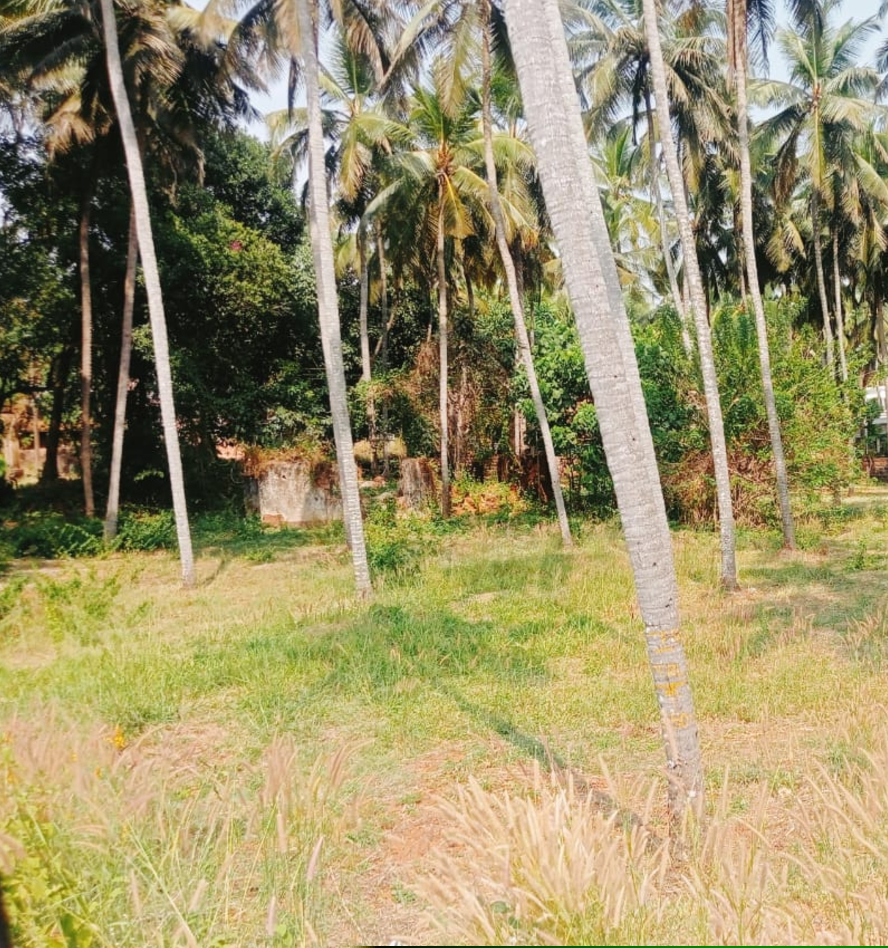 Punjab National Bank Auctions for Residential property in Kasaragod, Kerala image 7 of 7 in Chengala, Kasaragod | Punjab National Bank auction property