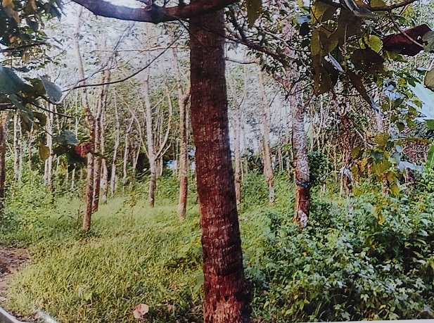 Union Bank of India Auctions for Residential property in Kollam, Kerala image 2 of 3 in Kollam, Kollam | Union Bank of India auction property