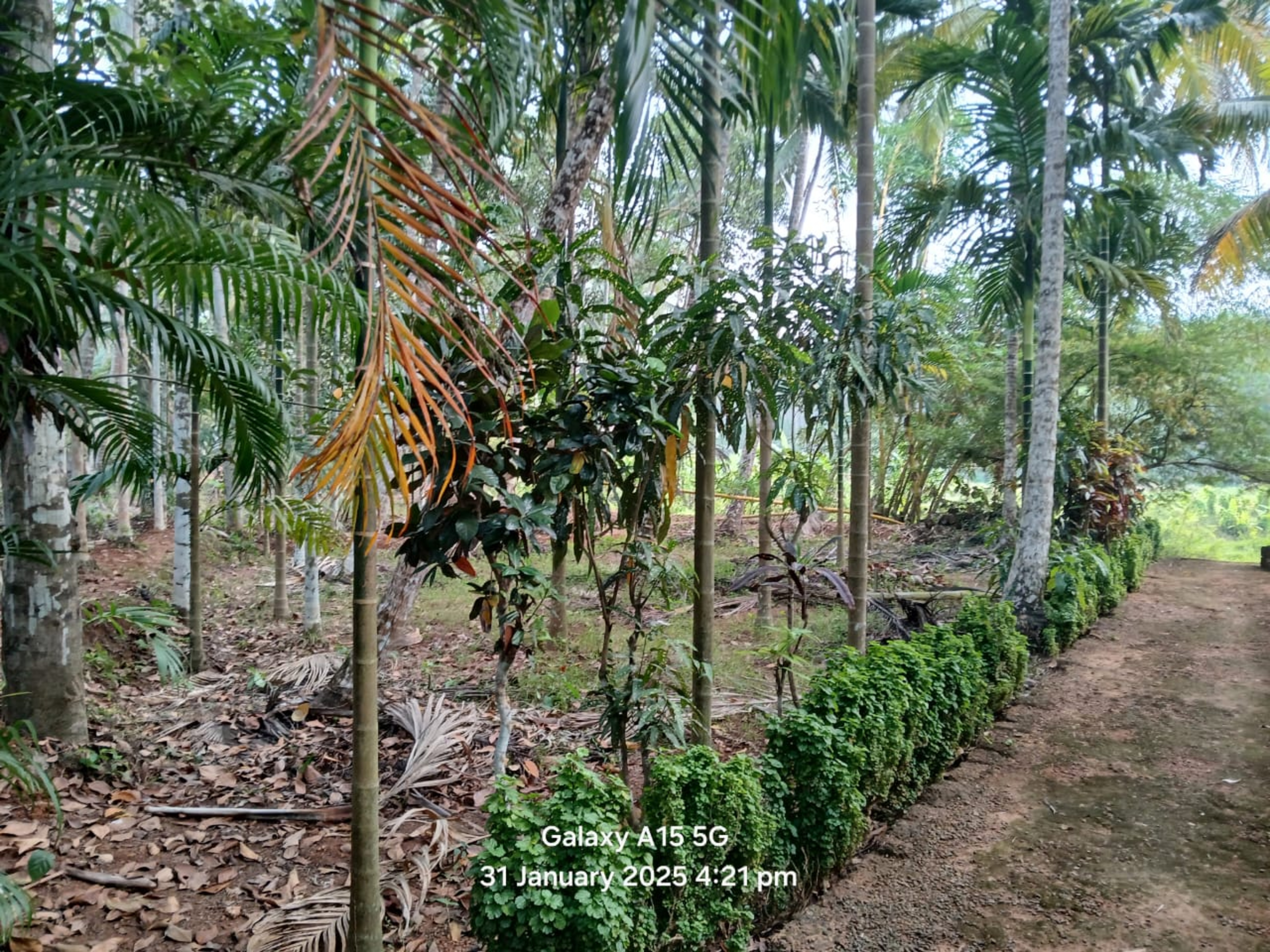 Punjab National Bank Auctions for Residential property in Kozhikode, Kerala image 3 of 7 in Kozhikode, Kozhikode | Punjab National Bank auction property