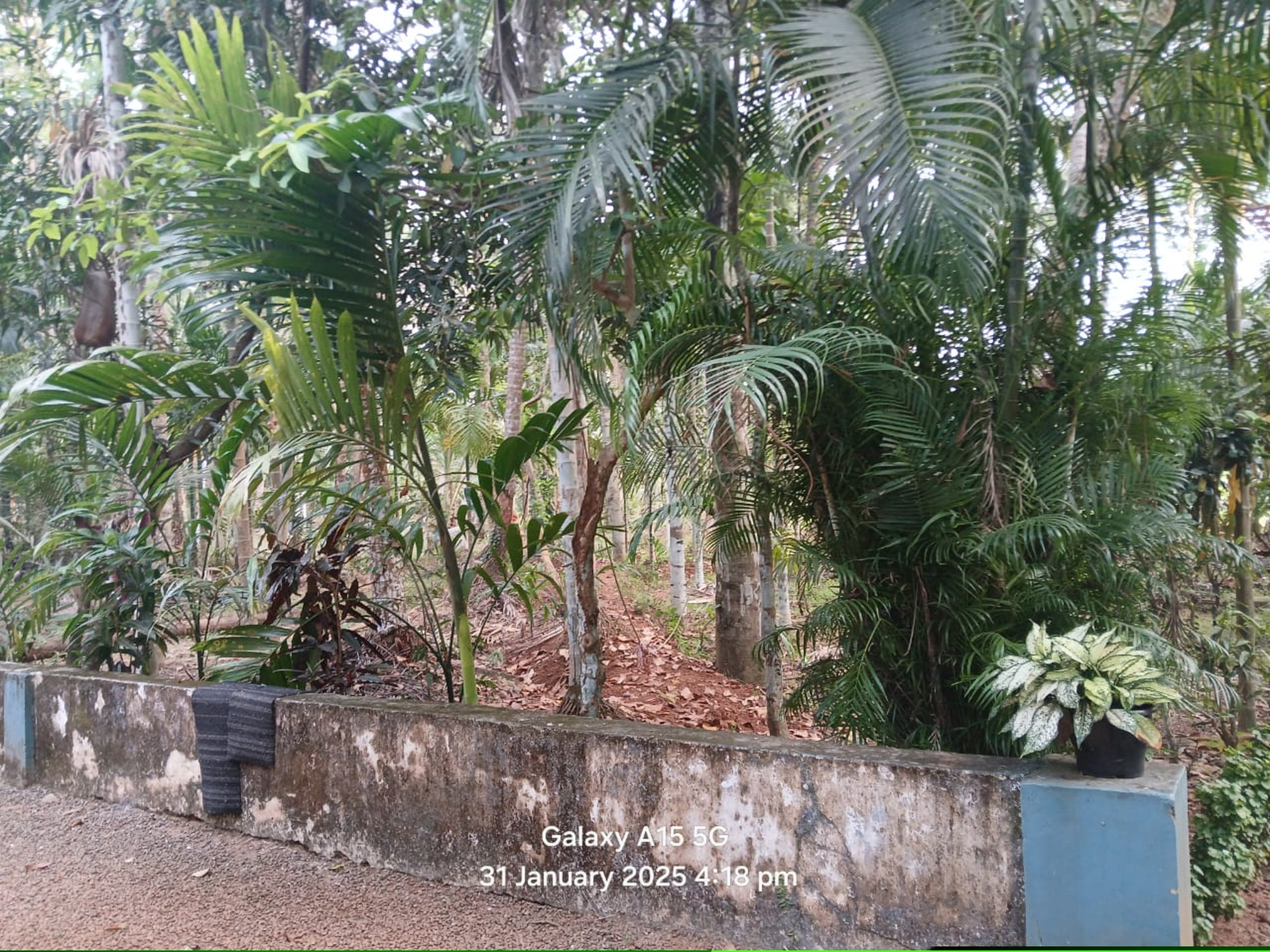 Punjab National Bank Auctions for Residential property in Kozhikode, Kerala image 5 of 7 in Kozhikode, Kozhikode | Punjab National Bank auction property