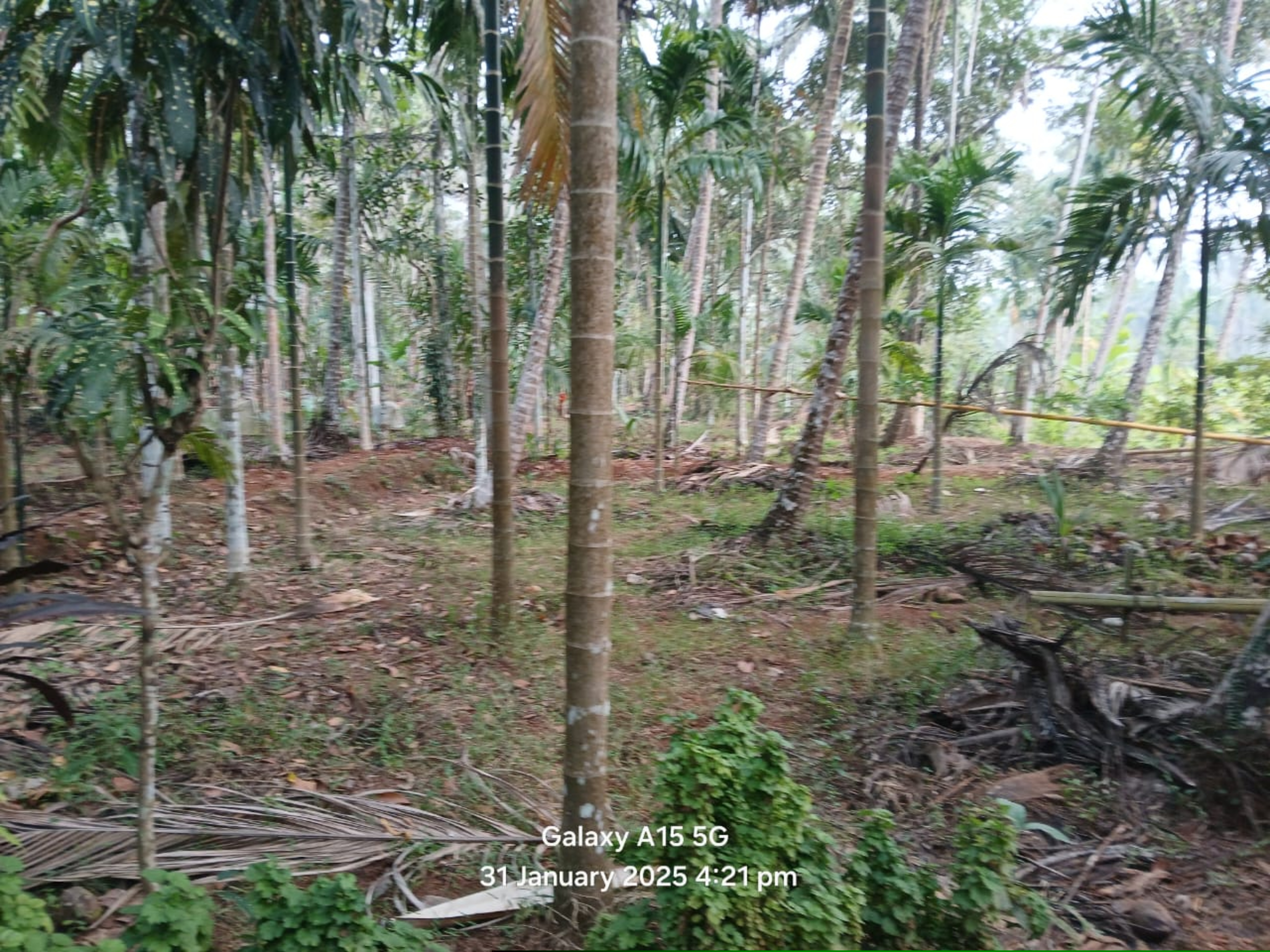 Punjab National Bank Auctions for Residential property in Kozhikode, Kerala image 6 of 7 in Kozhikode, Kozhikode | Punjab National Bank auction property