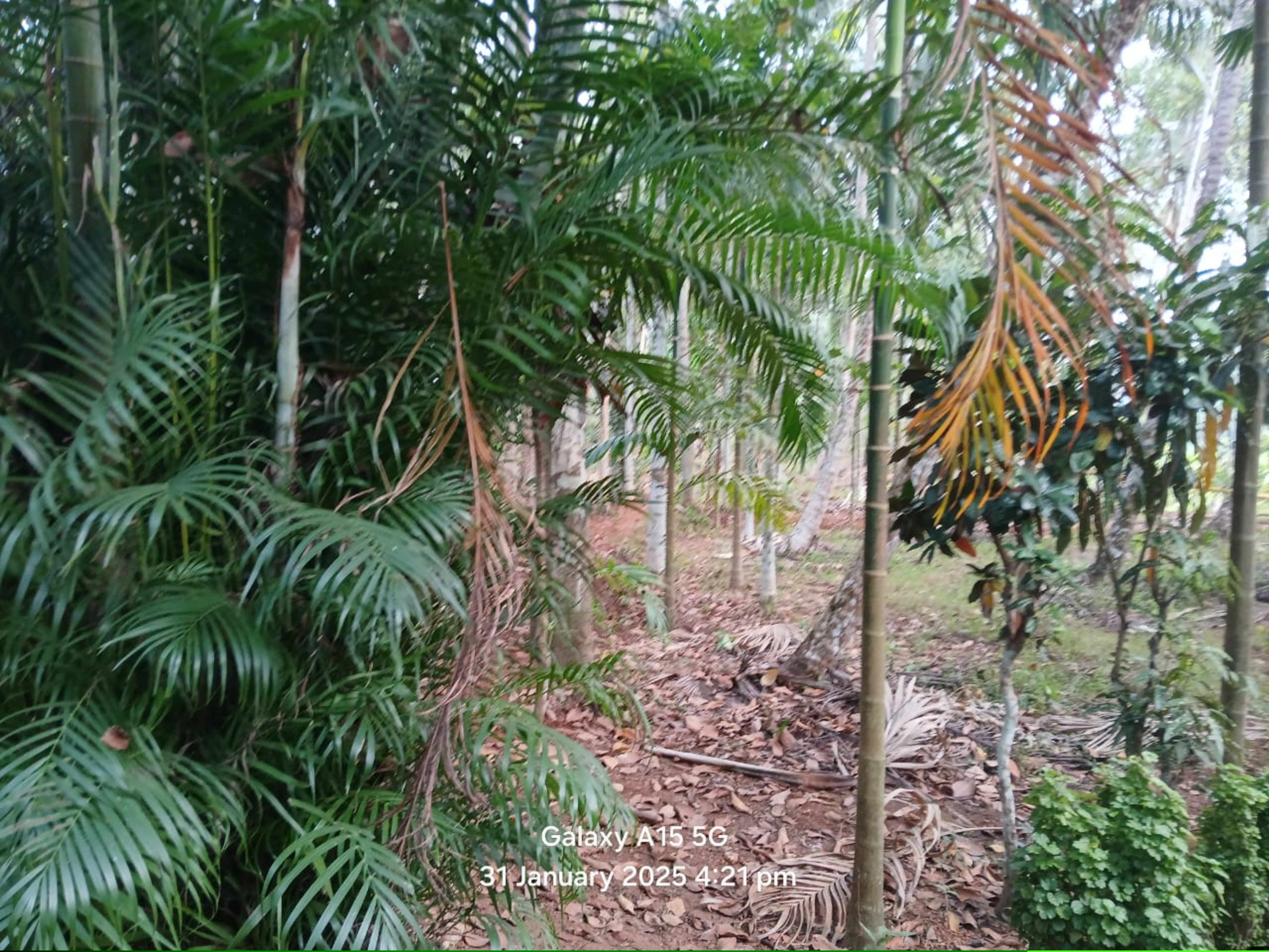 Punjab National Bank Auctions for Residential property in Kozhikode, Kerala image 7 of 7 in Kozhikode, Kozhikode | Punjab National Bank auction property