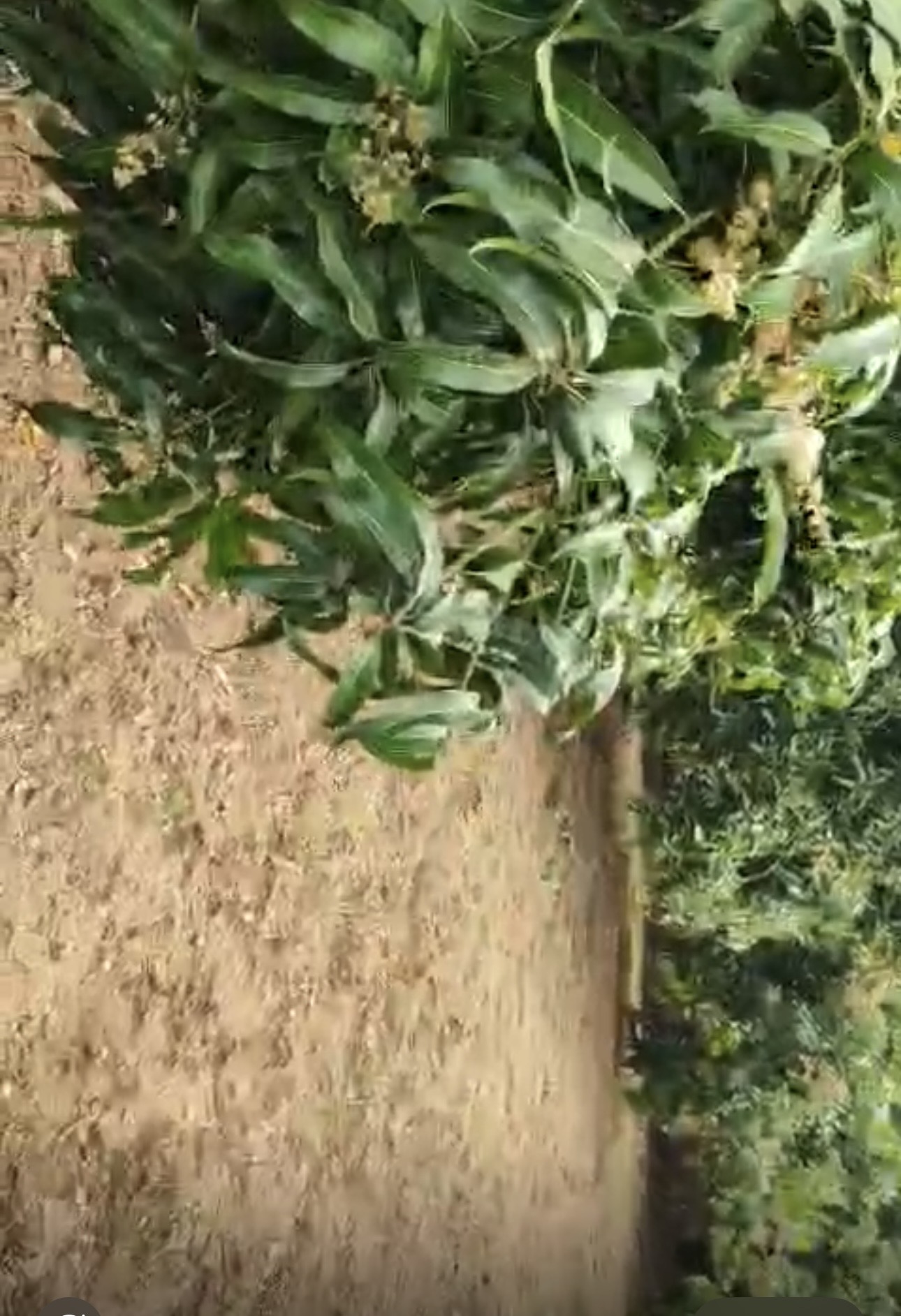 Indian Bank Auctions for Residential property in Dindigul, Tamil Nadu image 6 of 6 in Natham, Dindigul | Indian Bank auction property