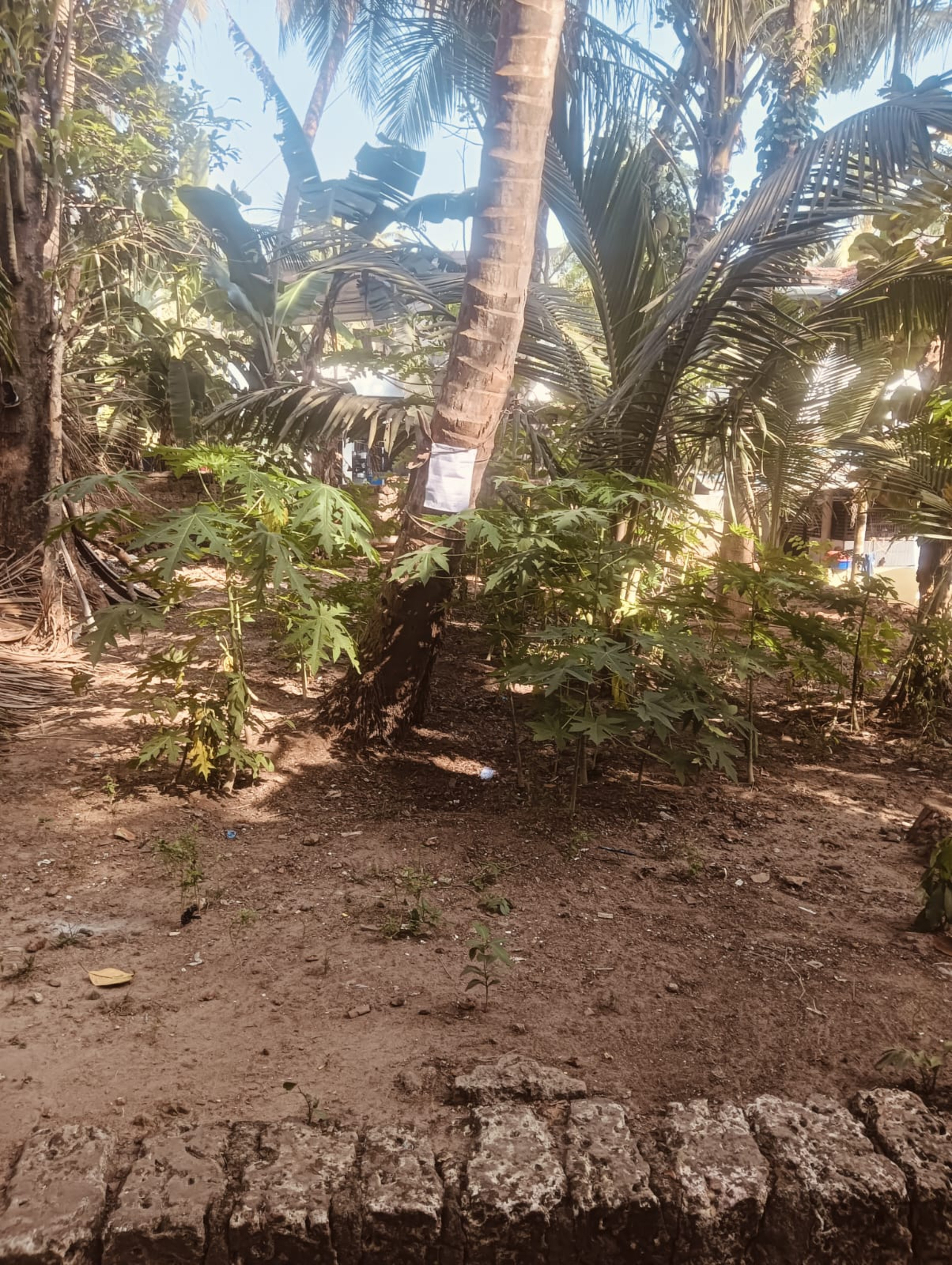 Punjab National Bank Auctions for Residential property in Kozhikode, Kerala image 6 of 7 in Kadalundi, Kozhikode | Punjab National Bank auction property