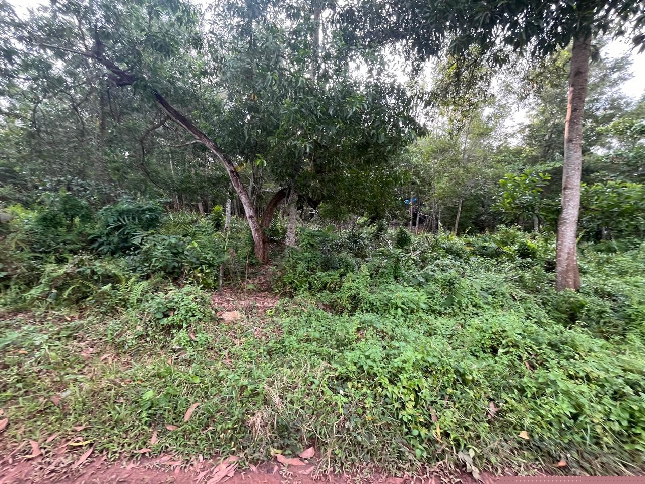 Punjab National Bank Auctions for Residential property in Trivandrum, Kerala image 10 of 12 in Varkala, Trivandrum | Punjab National Bank auction property