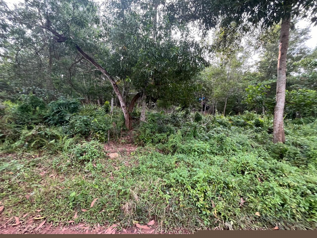 Punjab National Bank Auctions for Residential property in Trivandrum, Kerala image 9 of 12 in Varkala, Trivandrum | Punjab National Bank auction property