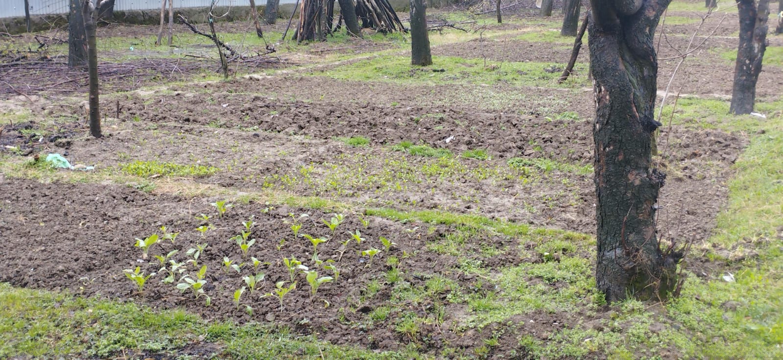 UCO Bank Auctions for Residential property in Baramulla, Jammu and Kashmir image 2 of 2 in Sopore, Baramulla | UCO Bank auction property