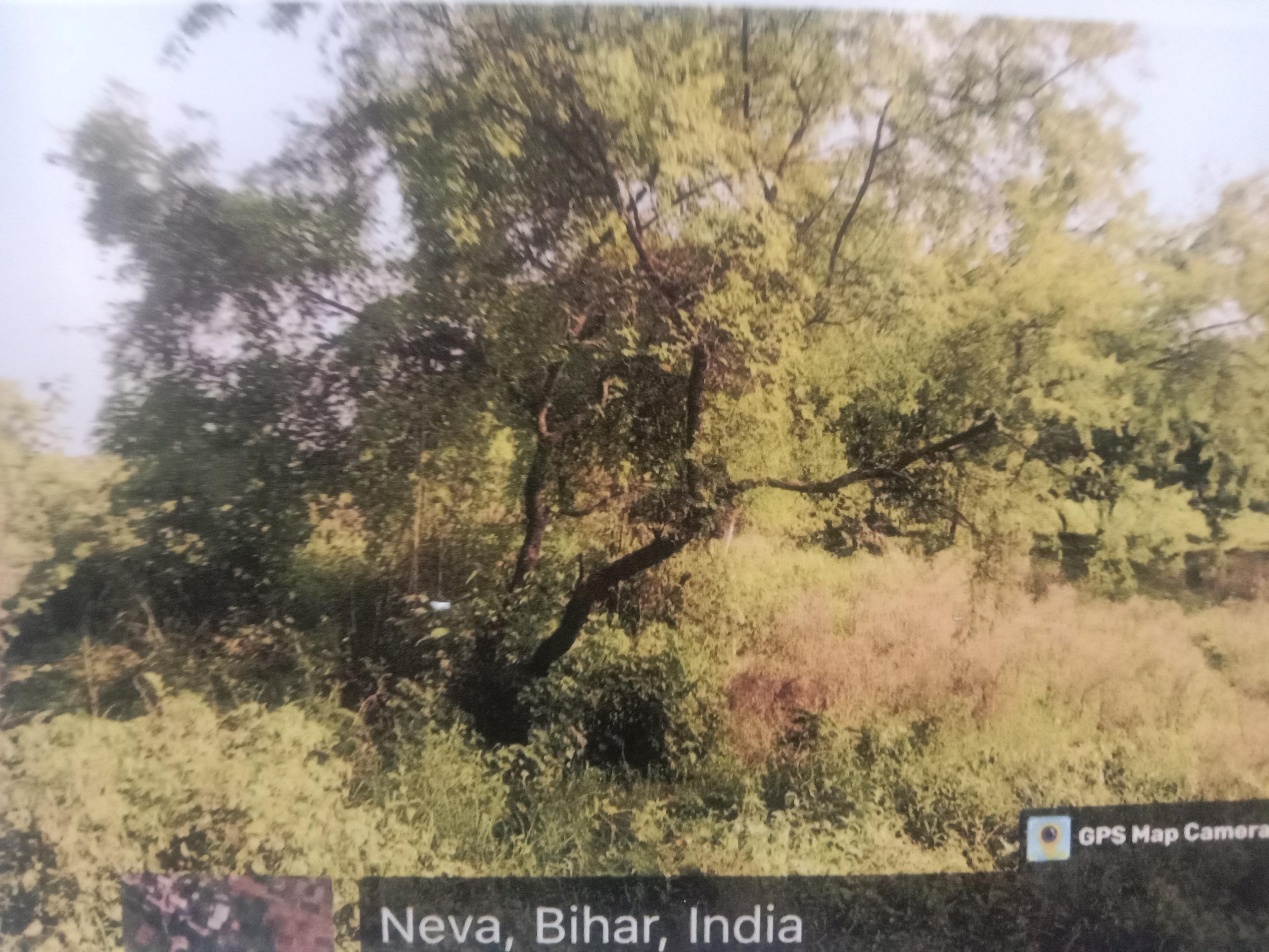 Punjab National Bank Auctions for Residential property in Patna, Bihar image 2 of 2 in Naubatpur, Patna | Punjab National Bank auction property