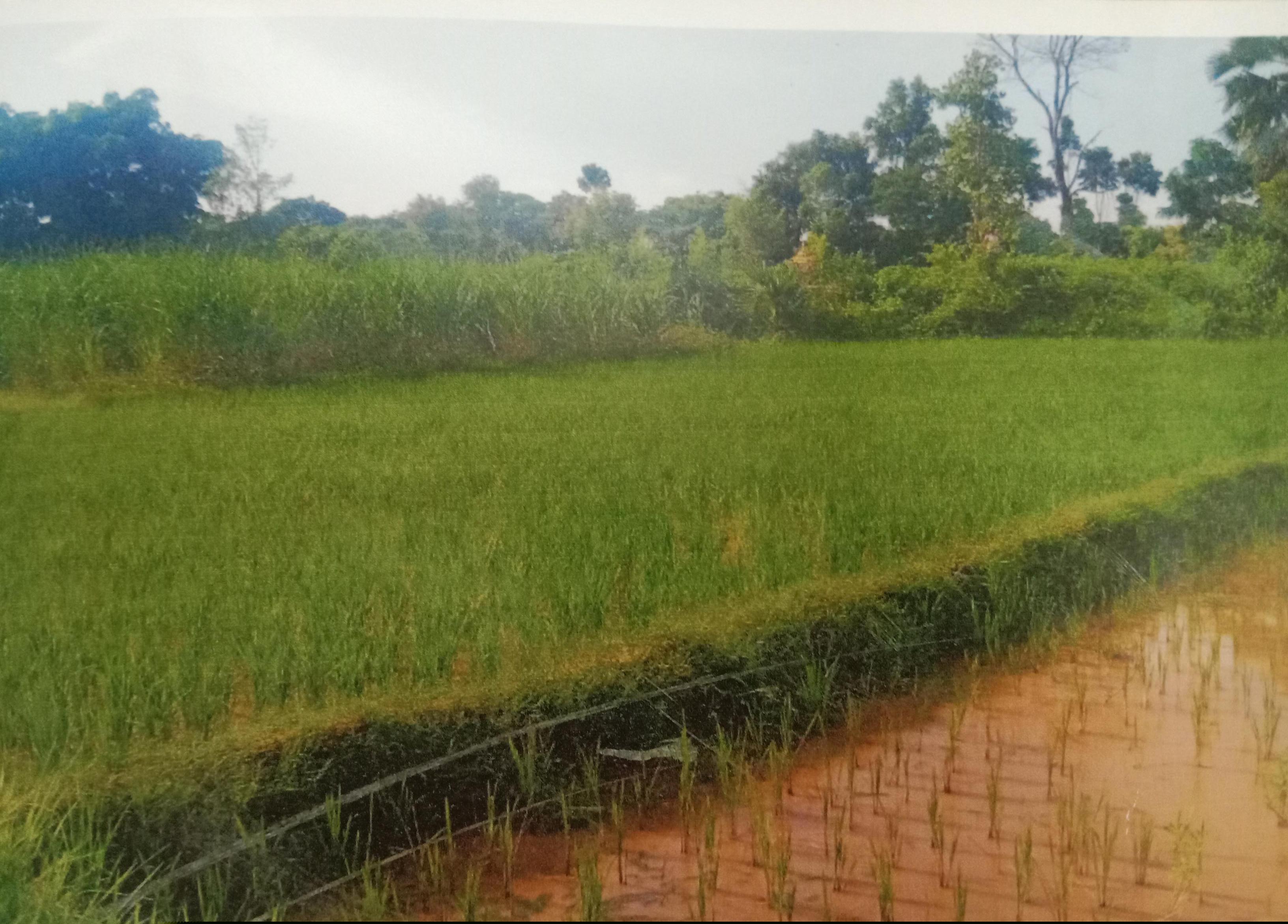 Punjab National Bank Auctions for Residential property in Sheikhpura, Bihar image 2 of 2 in Sheikhpura, Sheikhpura | Punjab National Bank auction property