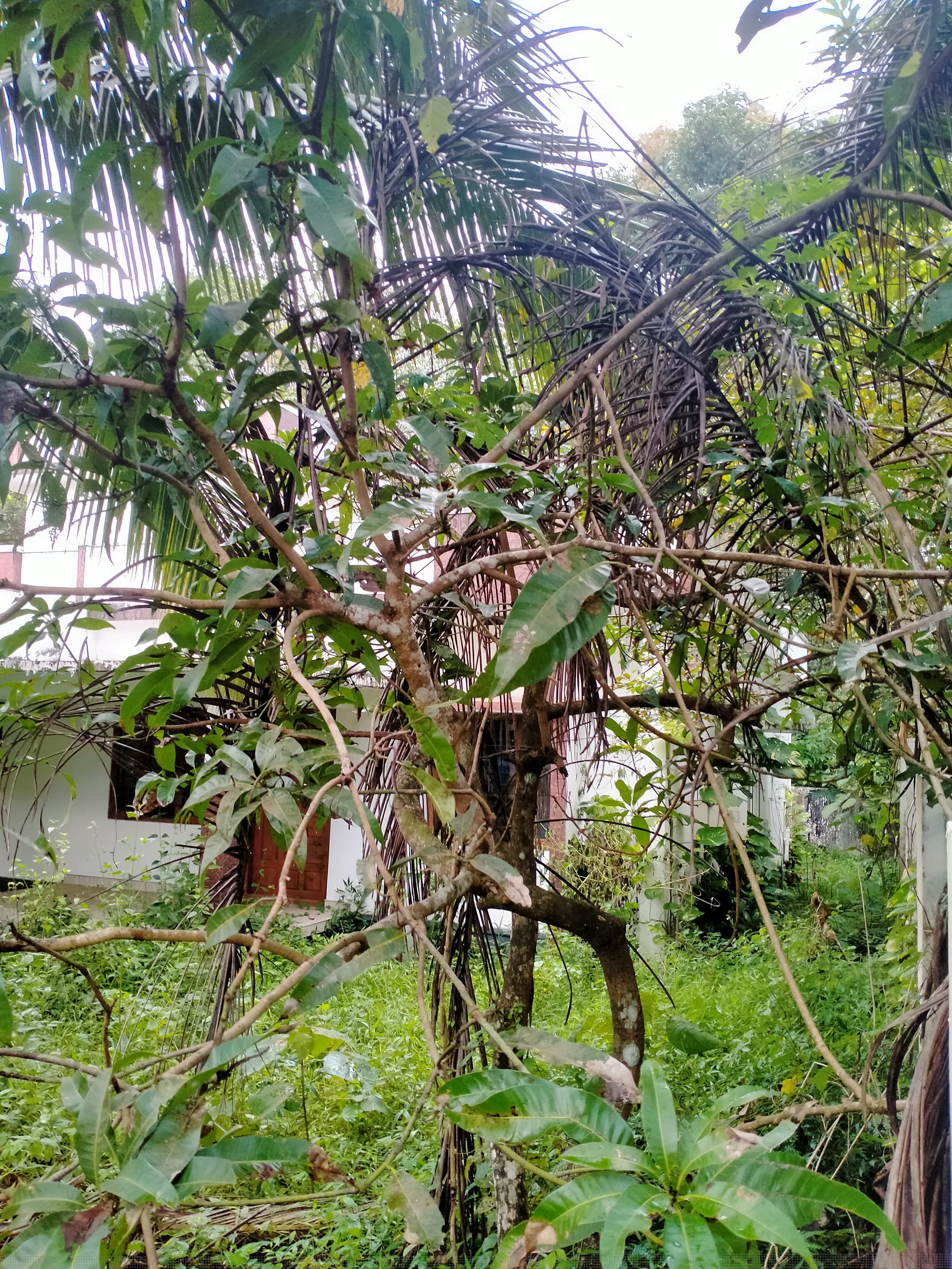 Bank of Baroda Auctions for Residential property in Kannur, Kerala image 4 of 4 in Kurumathur, Kannur | Bank of Baroda auction property