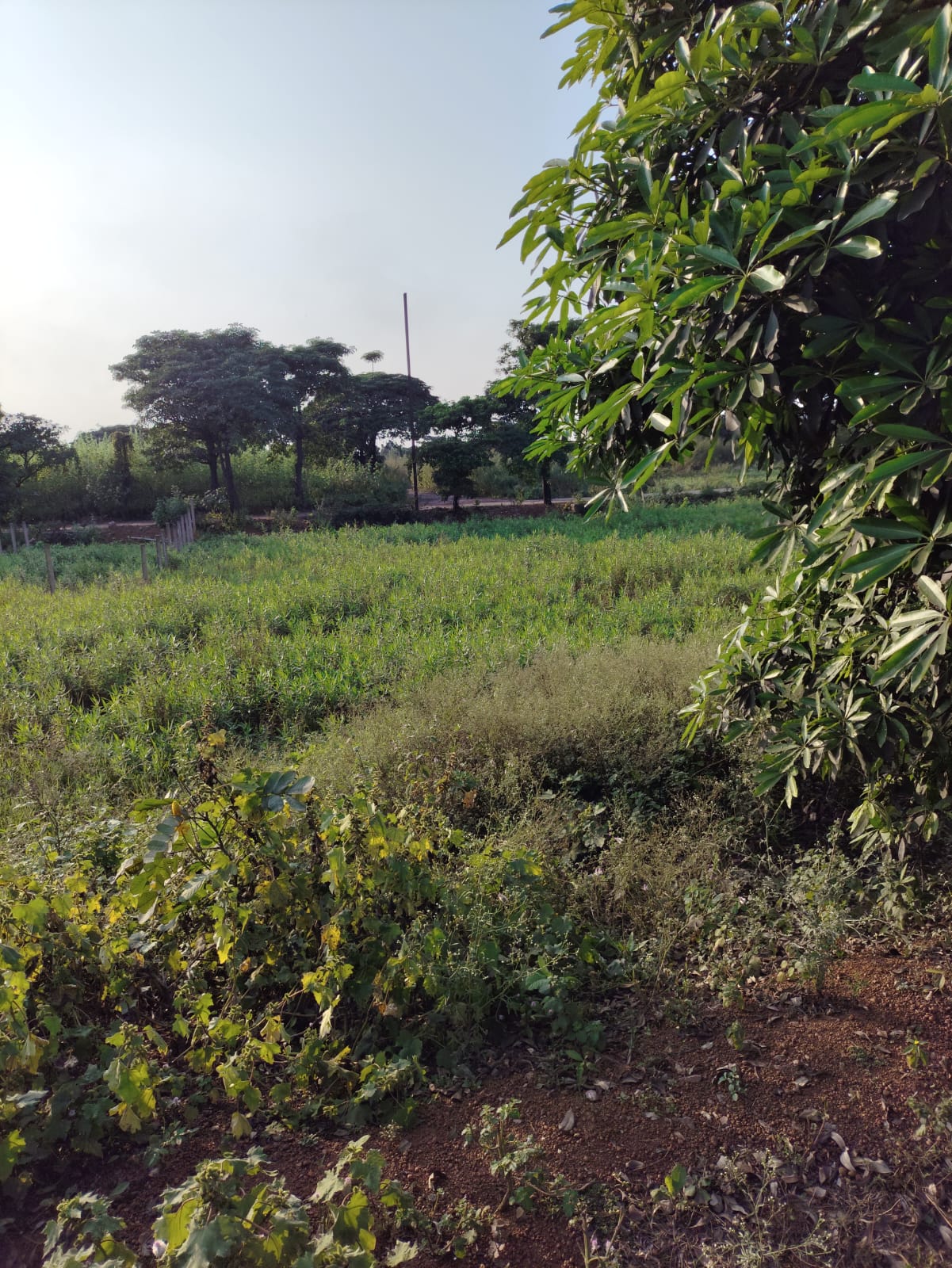 State Bank of India Auctions for Residential property in Raipur, Chhattisgarh image 3 of 3 in Raipur, Raipur | State Bank of India auction property