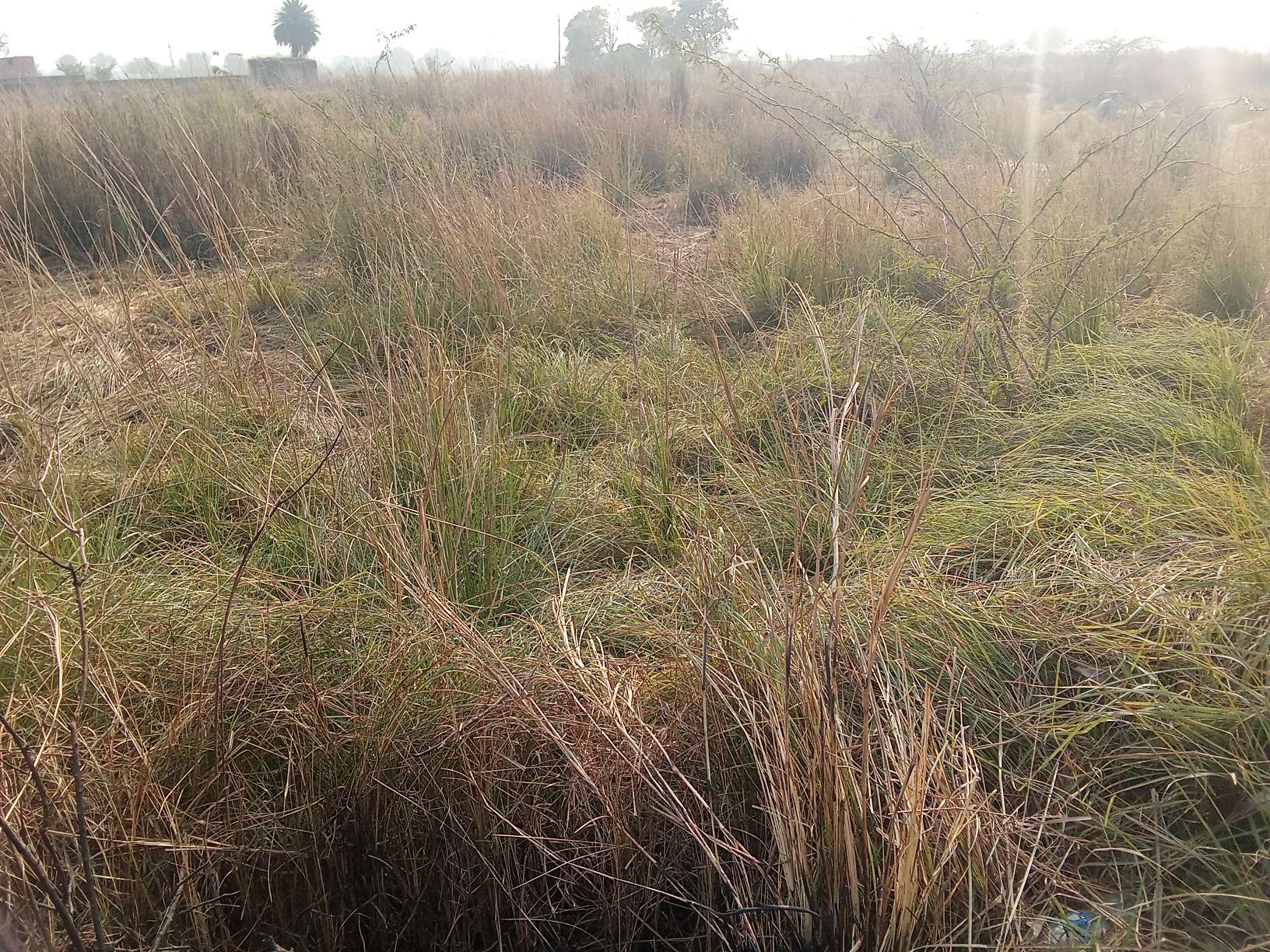 Punjab National Bank Auctions for Residential property in Etah, Uttar Pradesh image 6 of 6 in Bhagipur, Etah | Punjab National Bank auction property