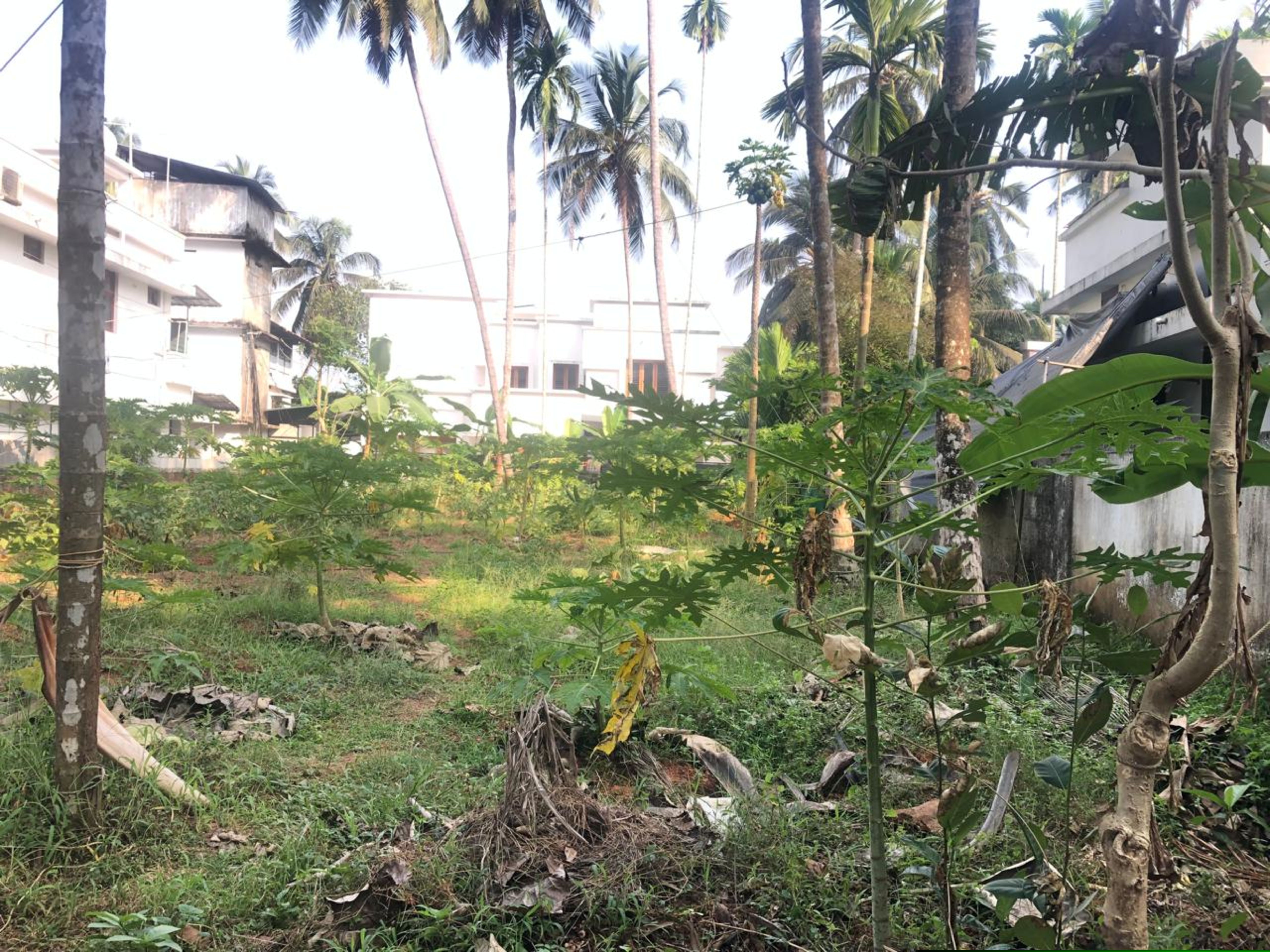 Punjab National Bank Auctions for Residential property in Kozhikode, Kerala image 4 of 7 in Chelannur, Kozhikode | Punjab National Bank auction property