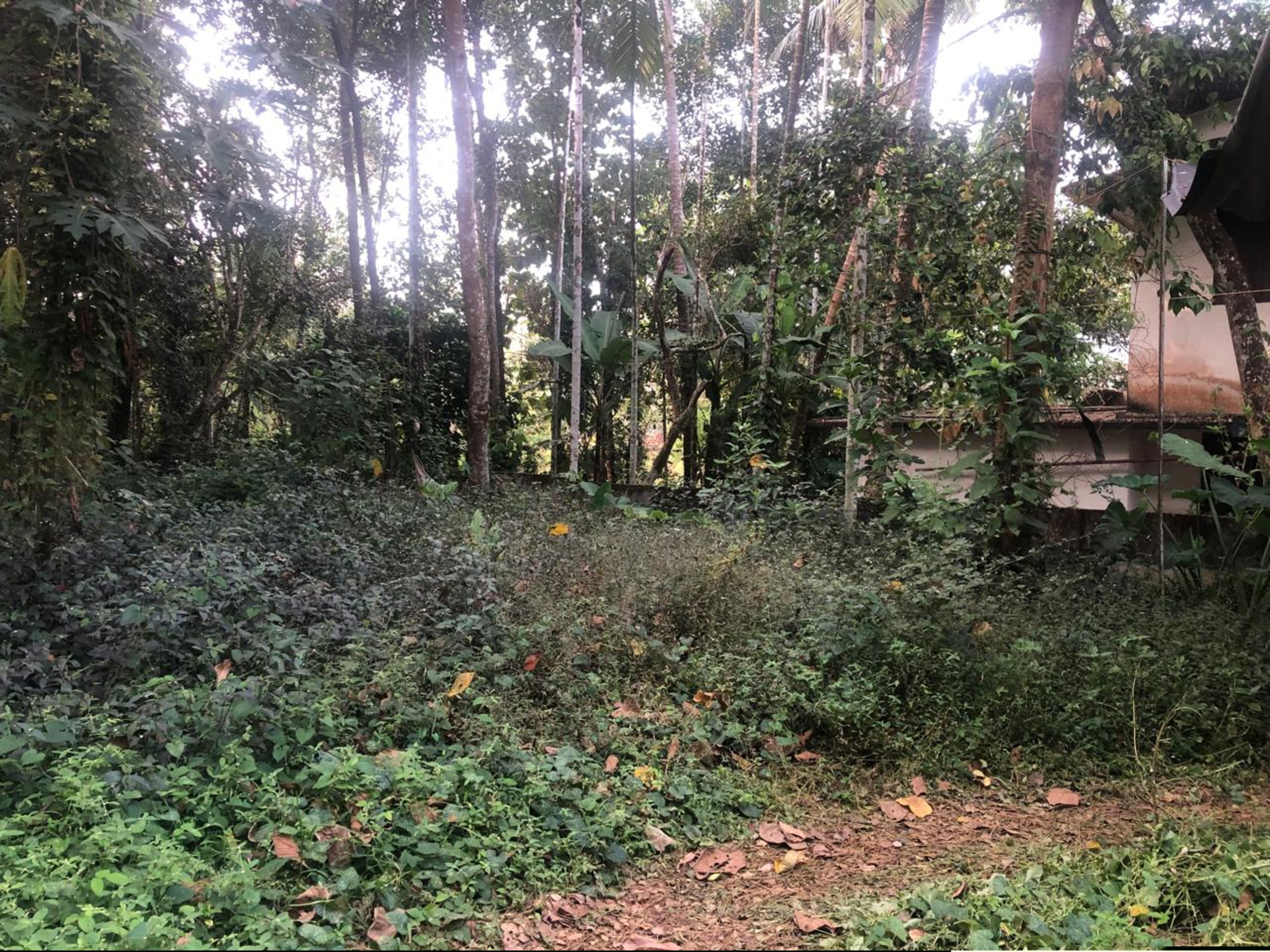 Punjab National Bank Auctions for Residential property in Kozhikode, Kerala image 3 of 7 in Eravattur, Kozhikode | Punjab National Bank auction property