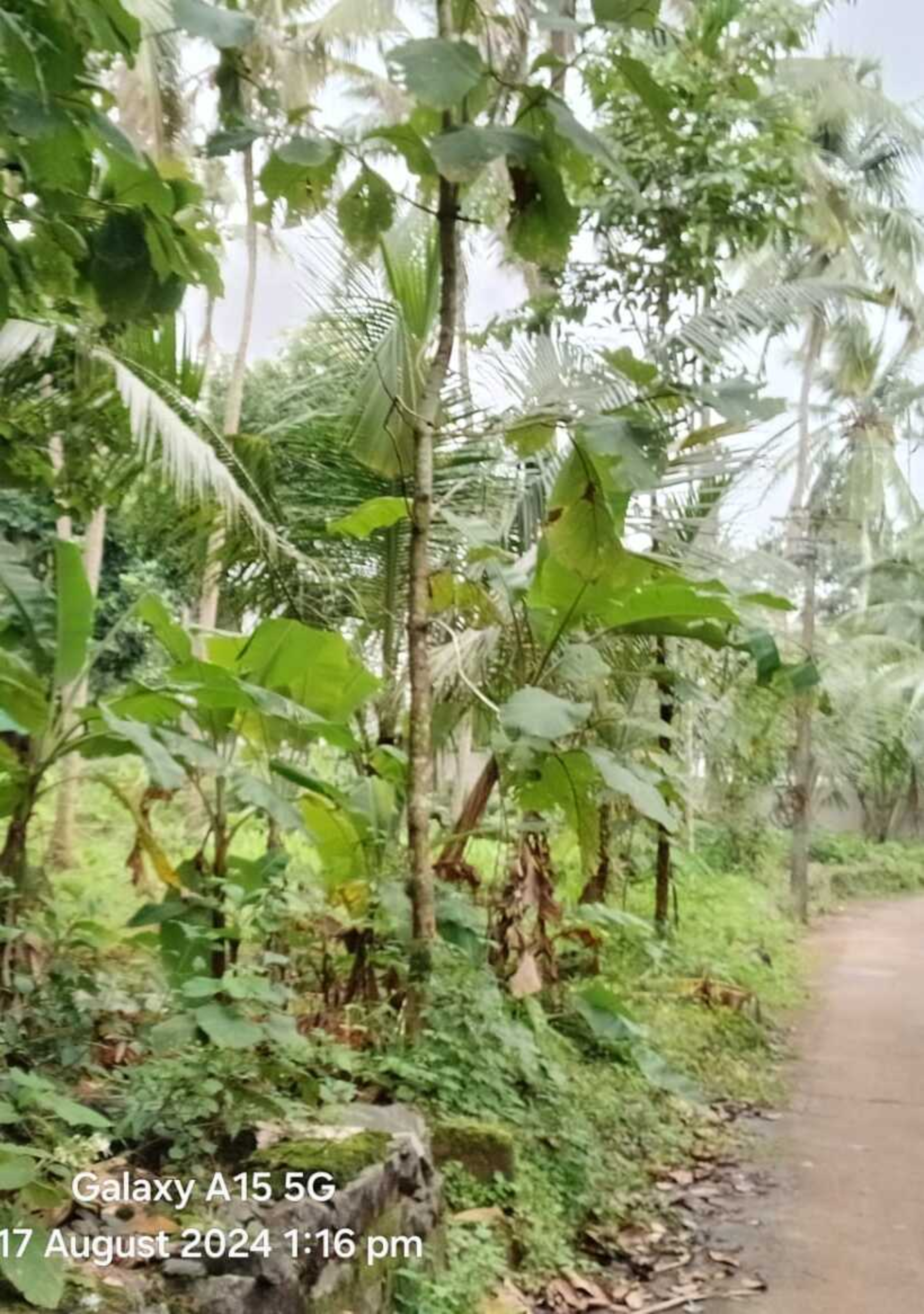 Punjab National Bank Auctions for Residential property in Malappuram, Kerala image 4 of 7 in Chelambra, Malappuram | Punjab National Bank auction property
