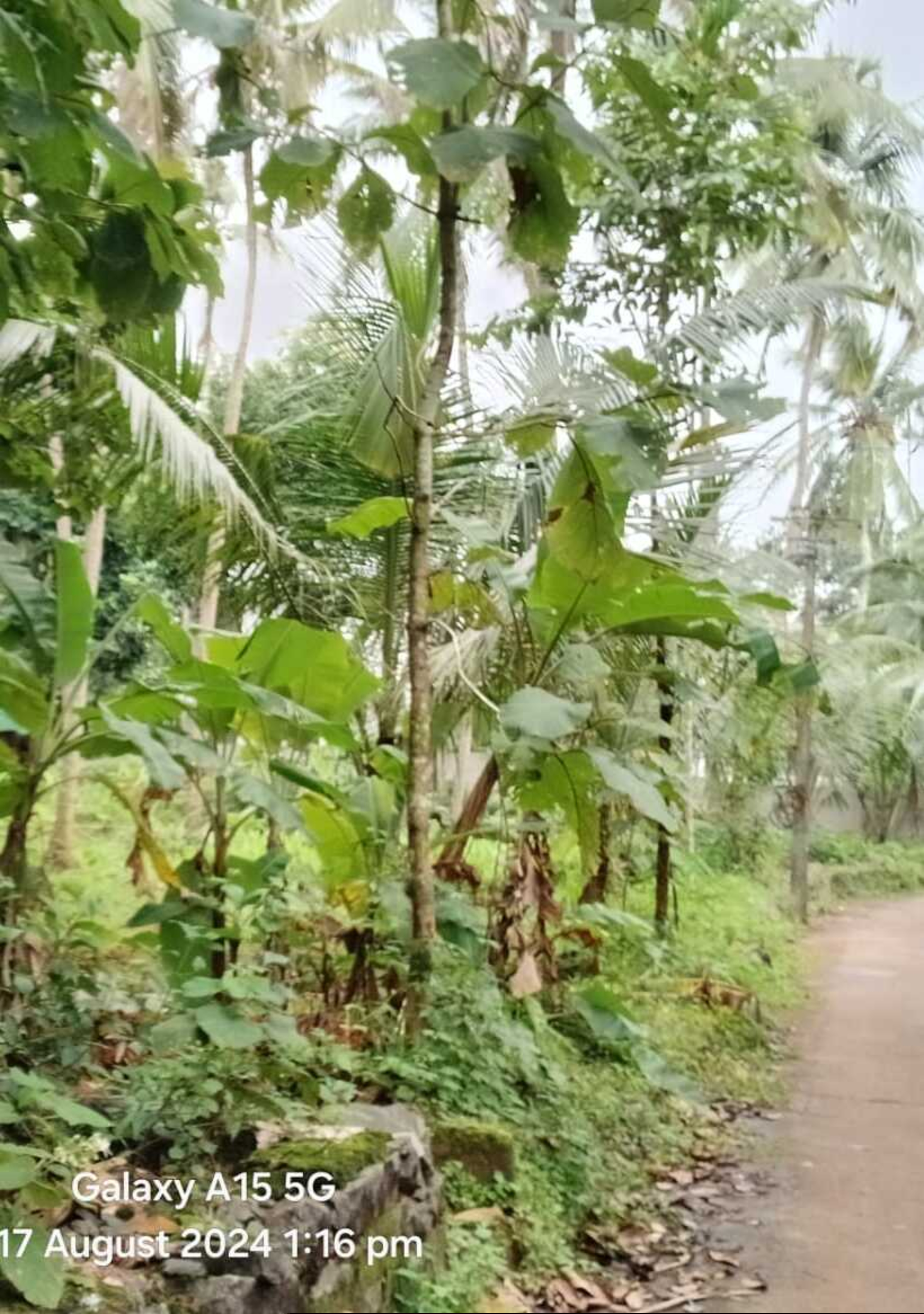 Punjab National Bank Auctions for Residential property in Malappuram, Kerala image 7 of 7 in Chelambra, Malappuram | Punjab National Bank auction property