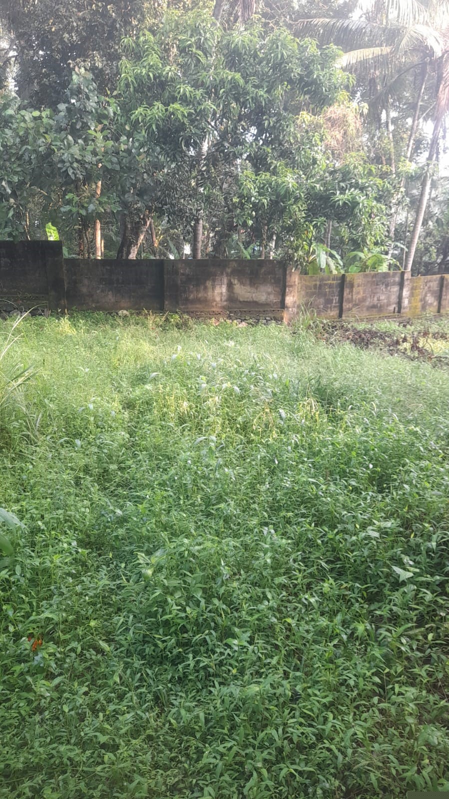 Punjab National Bank Auctions for Residential property in Trivandrum, Kerala image 9 of 13 in Thiruvananthapuram, Trivandrum | Punjab National Bank auction property