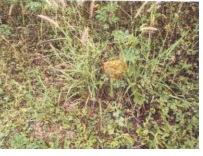 Bank of Baroda Auctions for Residential property in Dakshina Kannada, Karnataka image 2 of 4 in Mangaluru, Dakshina Kannada | Bank of Baroda auction property